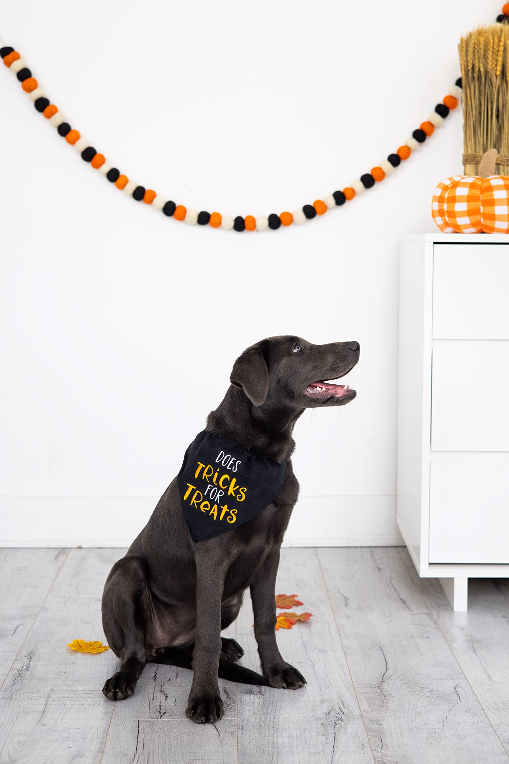 Pearhead Trick Or Treat Bandana, Fall Holiday Dog Apparel, Halloween Dog Costume, Dog Slip On Collar Accessories, Small/Medium, S/M