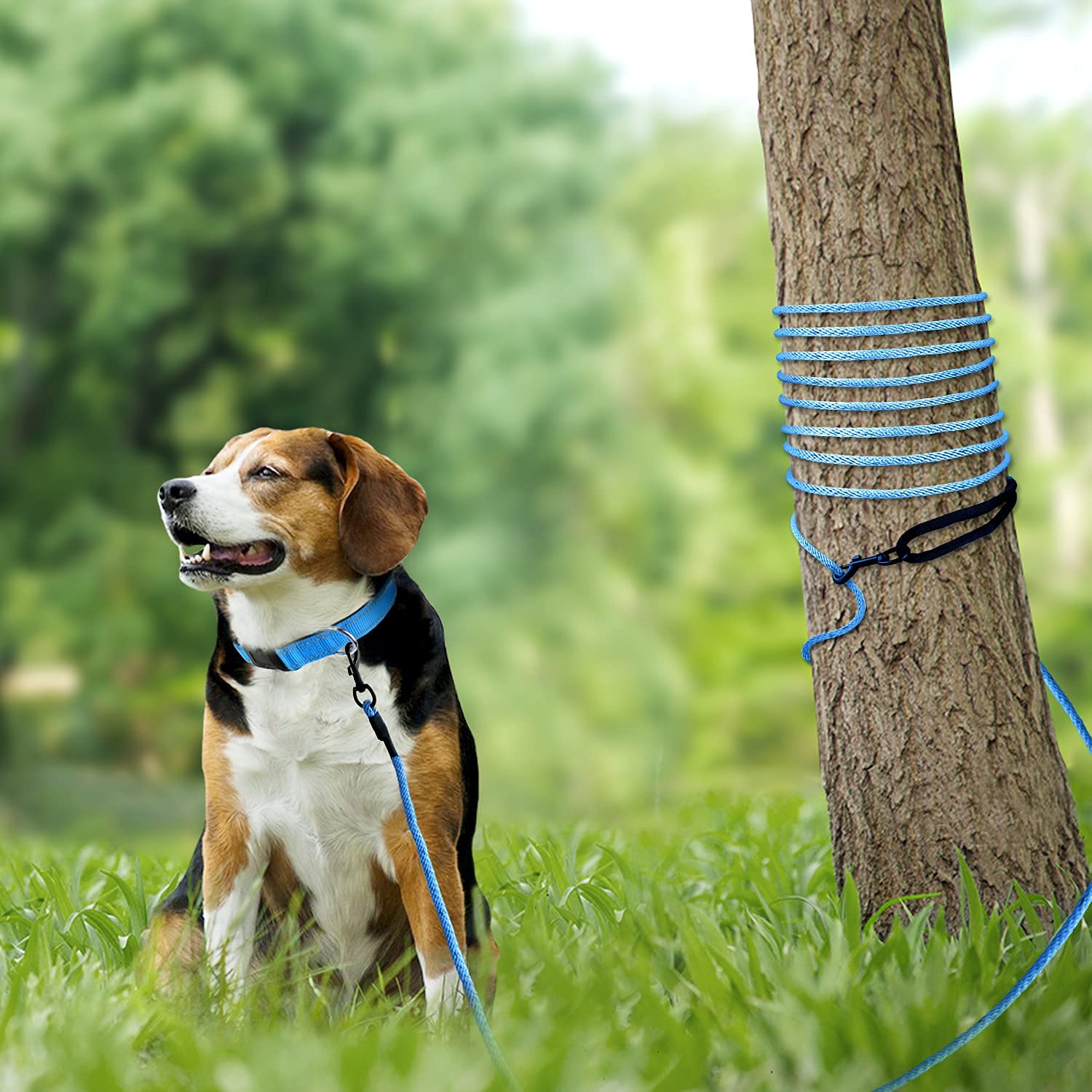 Joytale Long Dog Training Leash, 50 Ft Tie Out Rope Check Cord Dogs Leashes With Padded Handle, Reflective Recall Lead For Puppy And Small Dogs, Blue