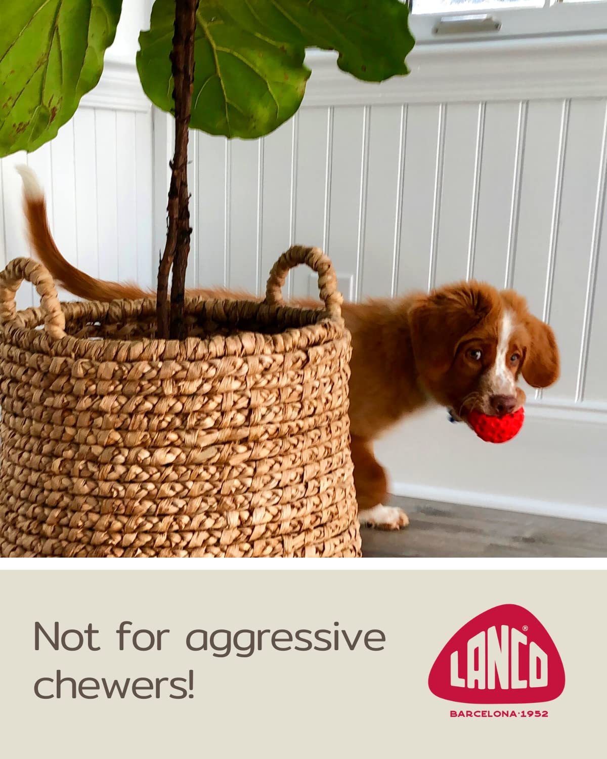 Small Ball Dog Toy - 100% Natural Rubber (Latex) - Soft Squeaky Dog Toy - Small Breeds Puppies - Indoor Play - Free From Harmful Chemicals - Small (2.35') - Set Of 2