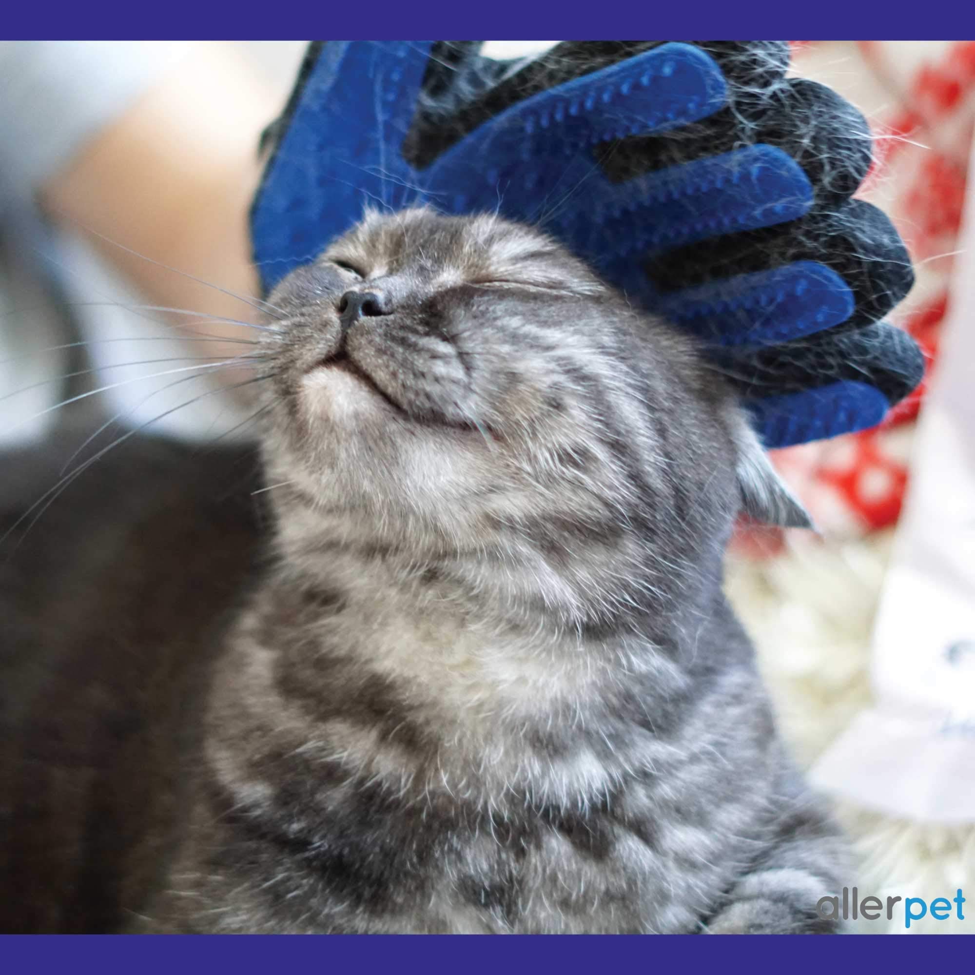 Allerpet Cat Dander Remover - 12oz Anti-Allergen Solution with Free Grooming Gloves