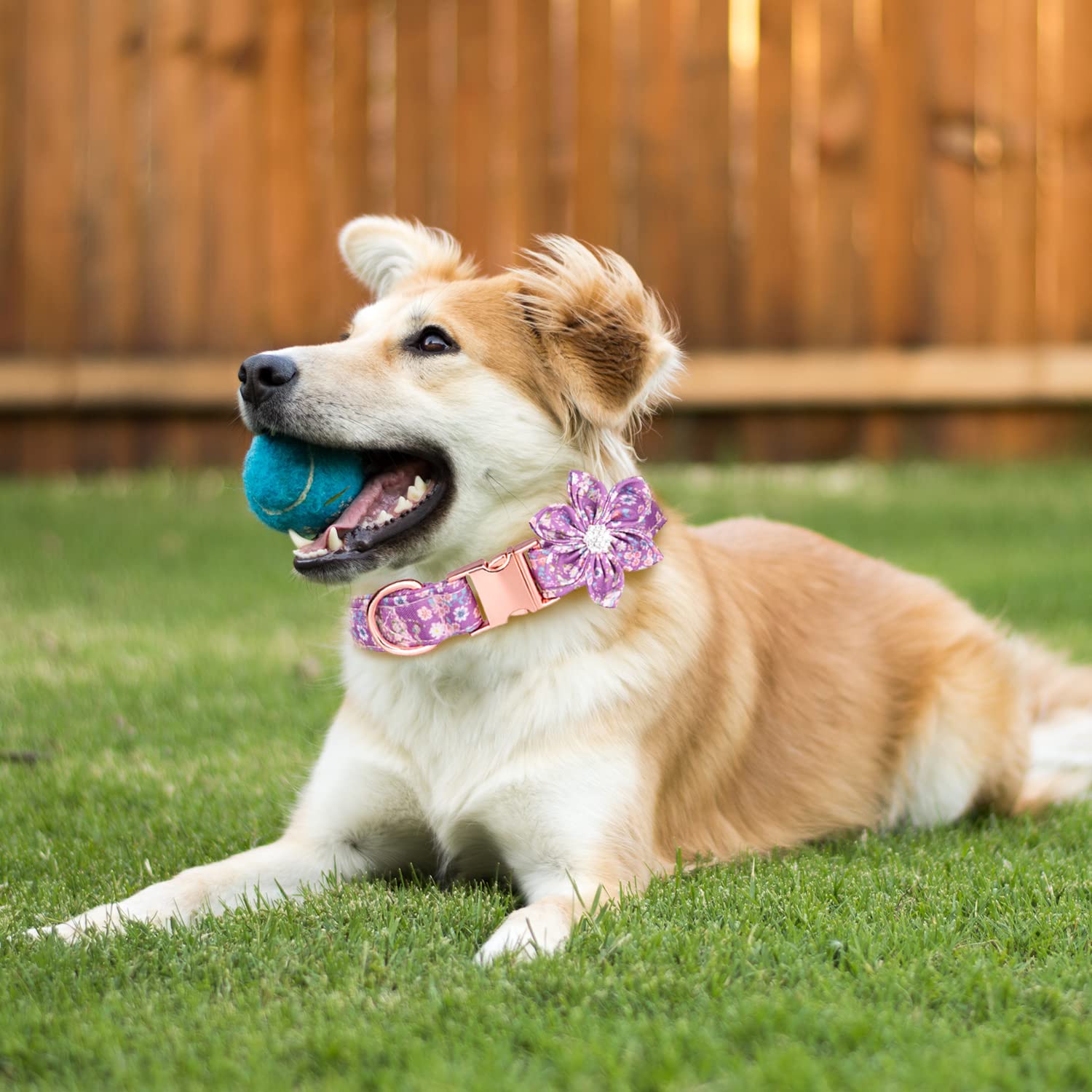 Tdtok Girl Dog Collar For Small Medium Large Dogs, Cute Dog Collar With Detachable Flower Safety Metal Buckle Adjustable Floral Pattern Soft Comfy Cotton Dog Collars, Fit Necks 10.2-23.6