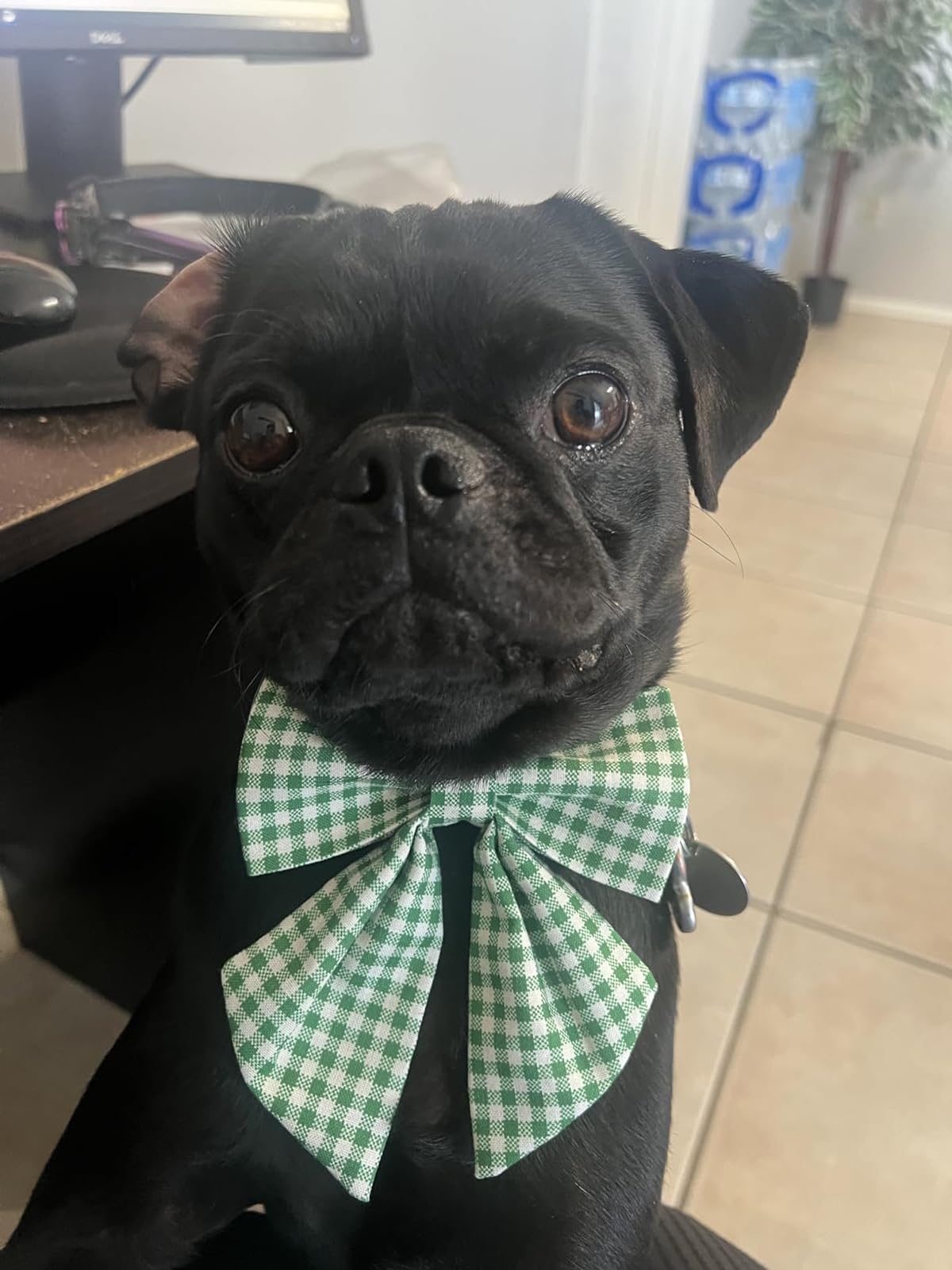 Lionet Paws Dog Collar With Sailor Bow, Durable Adjustable And Comfortable Green Bowtie Collar For Dogs And Cats, Xx-Small, Neck