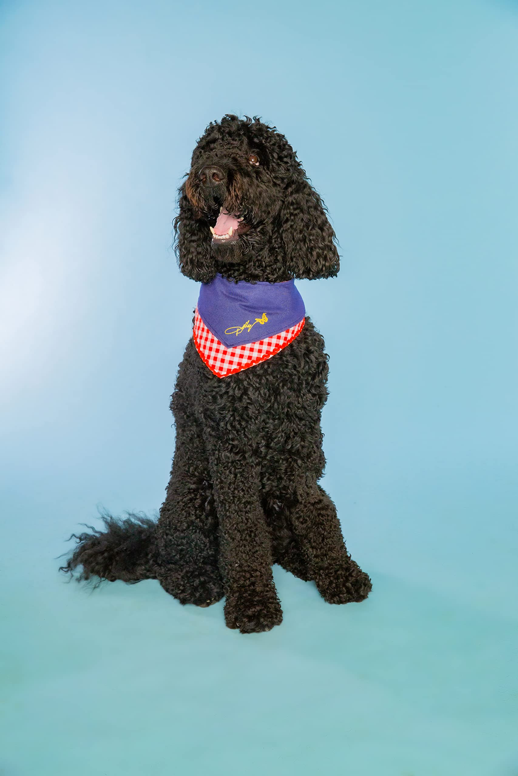 Doggy Parton Blue Denim & Gingham Print Bandana for Pets, Medium/Large - Stylish Pet Accessory