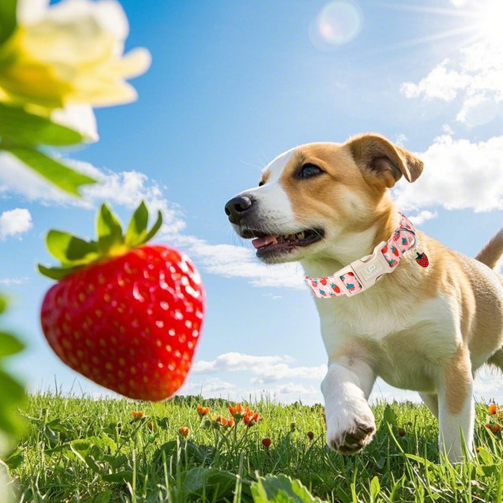 Up Urara Pup Dog Collar-Summer Puppy Collars-Adjustable Strawberry Pet Collar For Small,Medium,Large Dogs-Durable & Cute Design