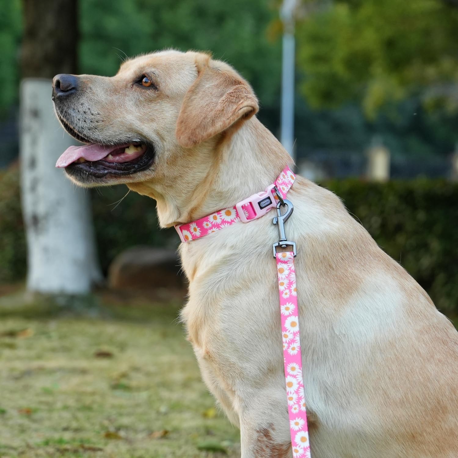 Olahibi Dog Collar And Leash Set, Cute Pink Daisy Pattern, Polyester Material, 5Ft Leash, For Large Dogs.(Large, Pink Daisy)