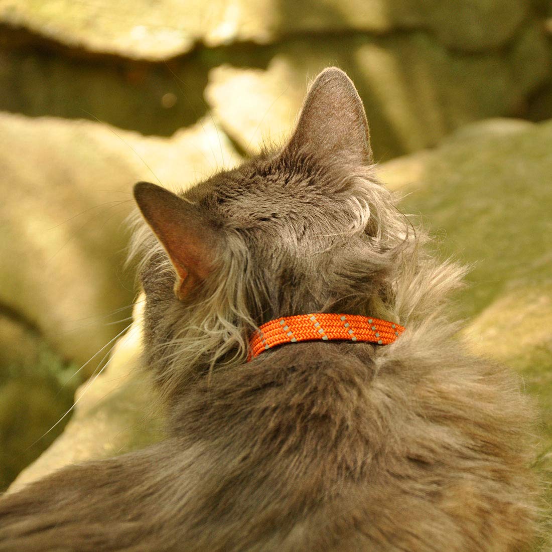 Coastal Pet Elastacat Reflective Safety Stretch Collar Red