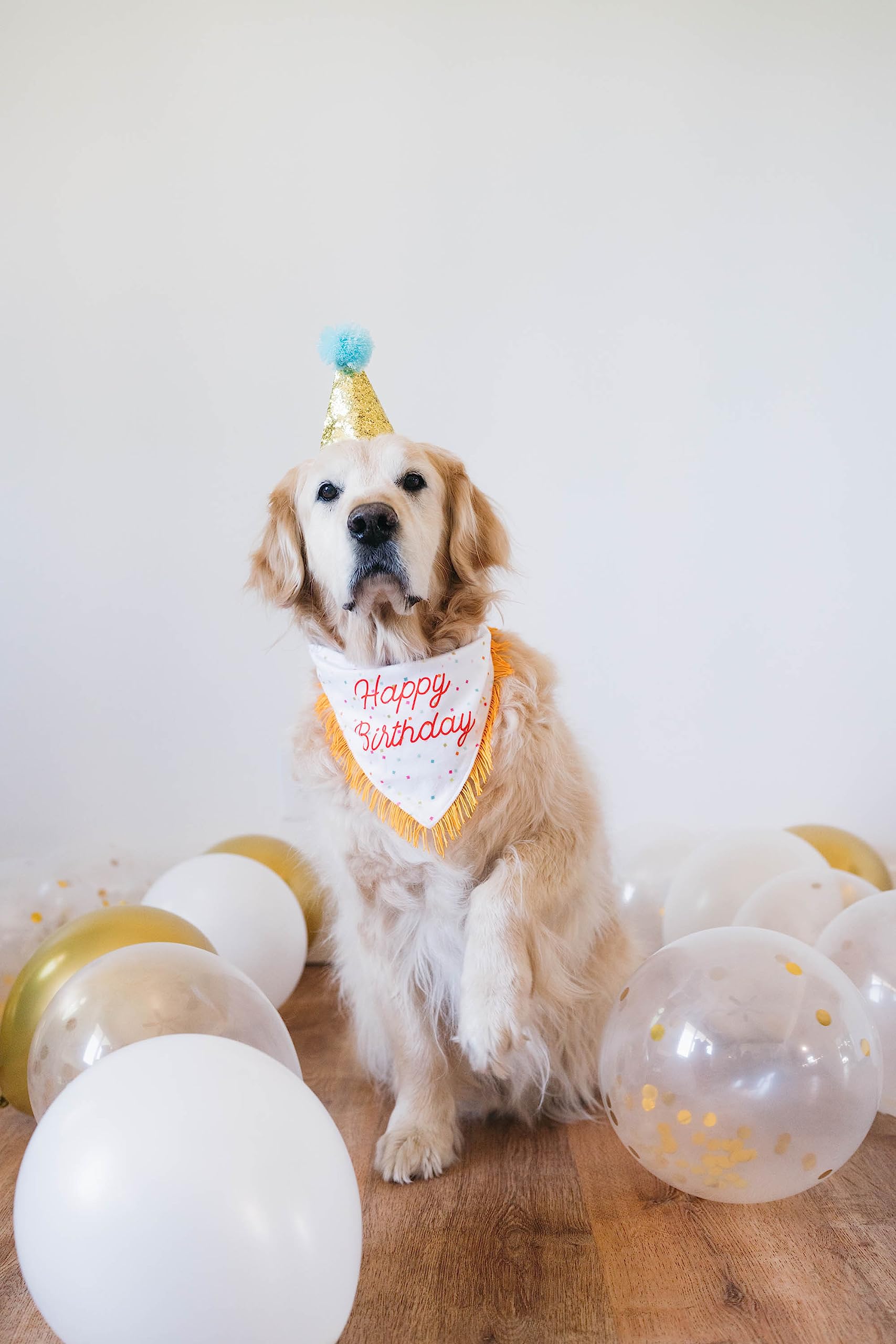 Zippypaws Birthday Gifts For Dogs - Polkadot Birthday Bandana And Plush Squeaky Bone Toy, Dog Birthday Party Supplies For Boys & Girls