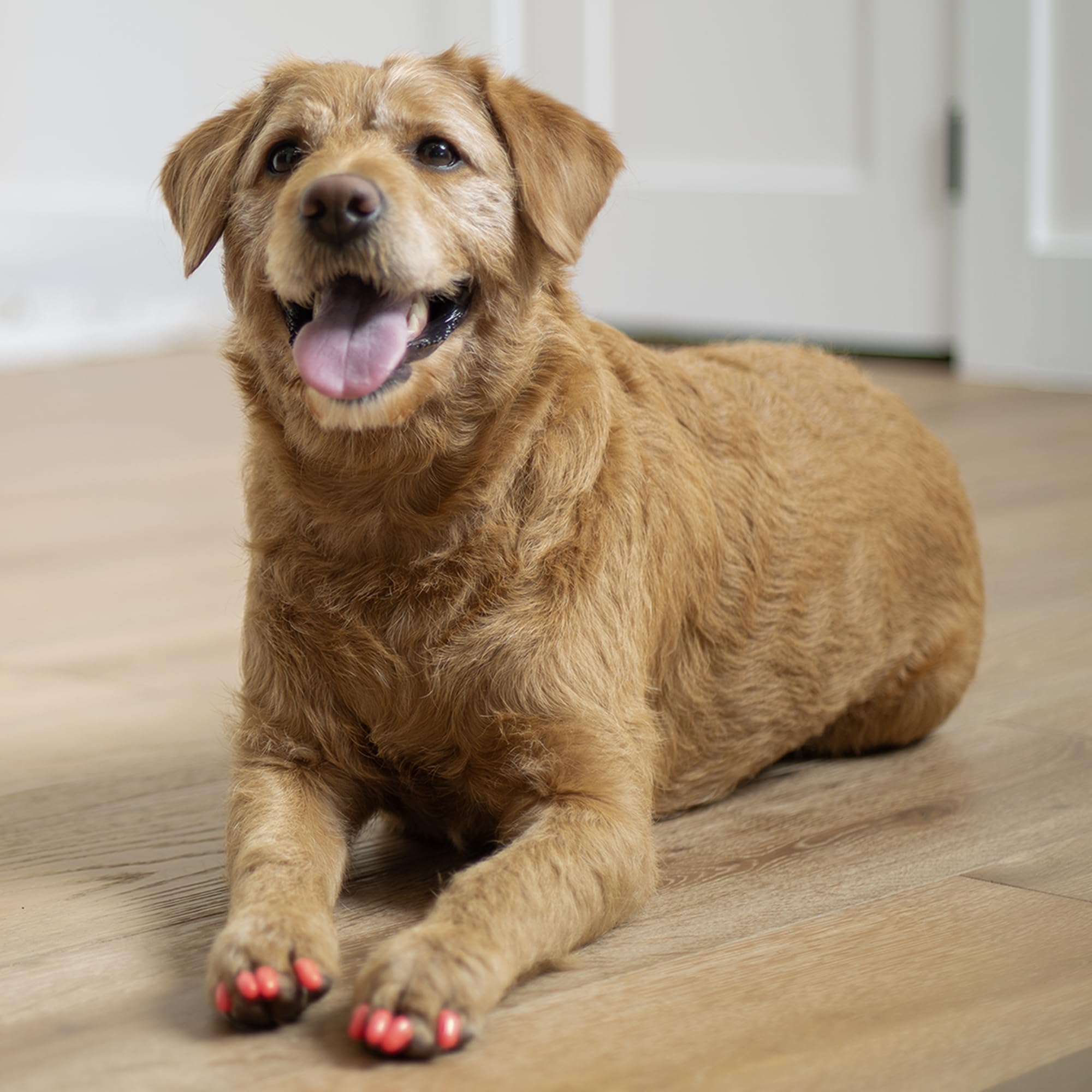 Soft Claws Canine Dog and Cat Nail Caps Take Home Kit, Medium, Red