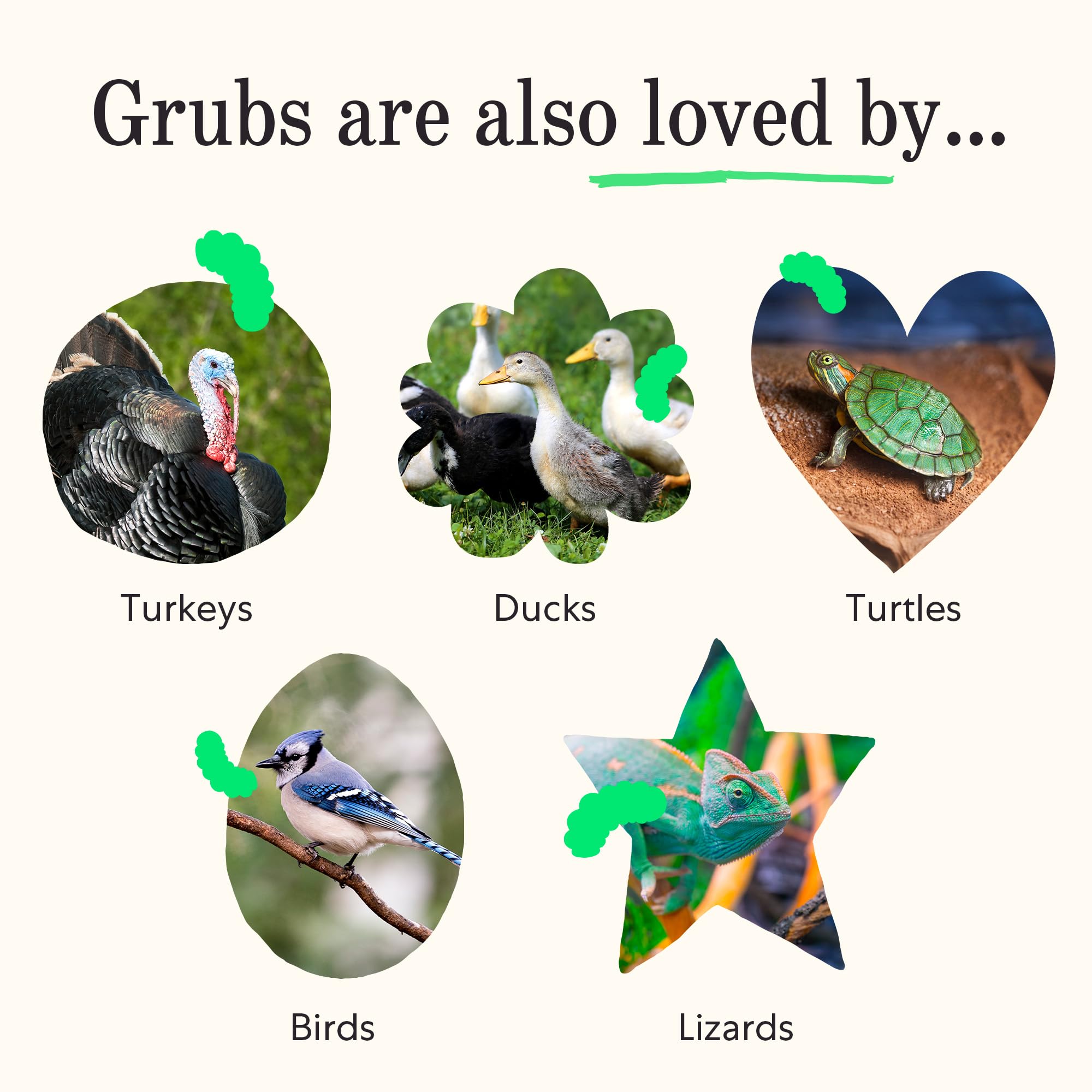 Grubblies - Black Soldier Fly Larvae for Chickens - Chicken Treats Grown in The US and Canada - for Strong Eggshells and Healthy