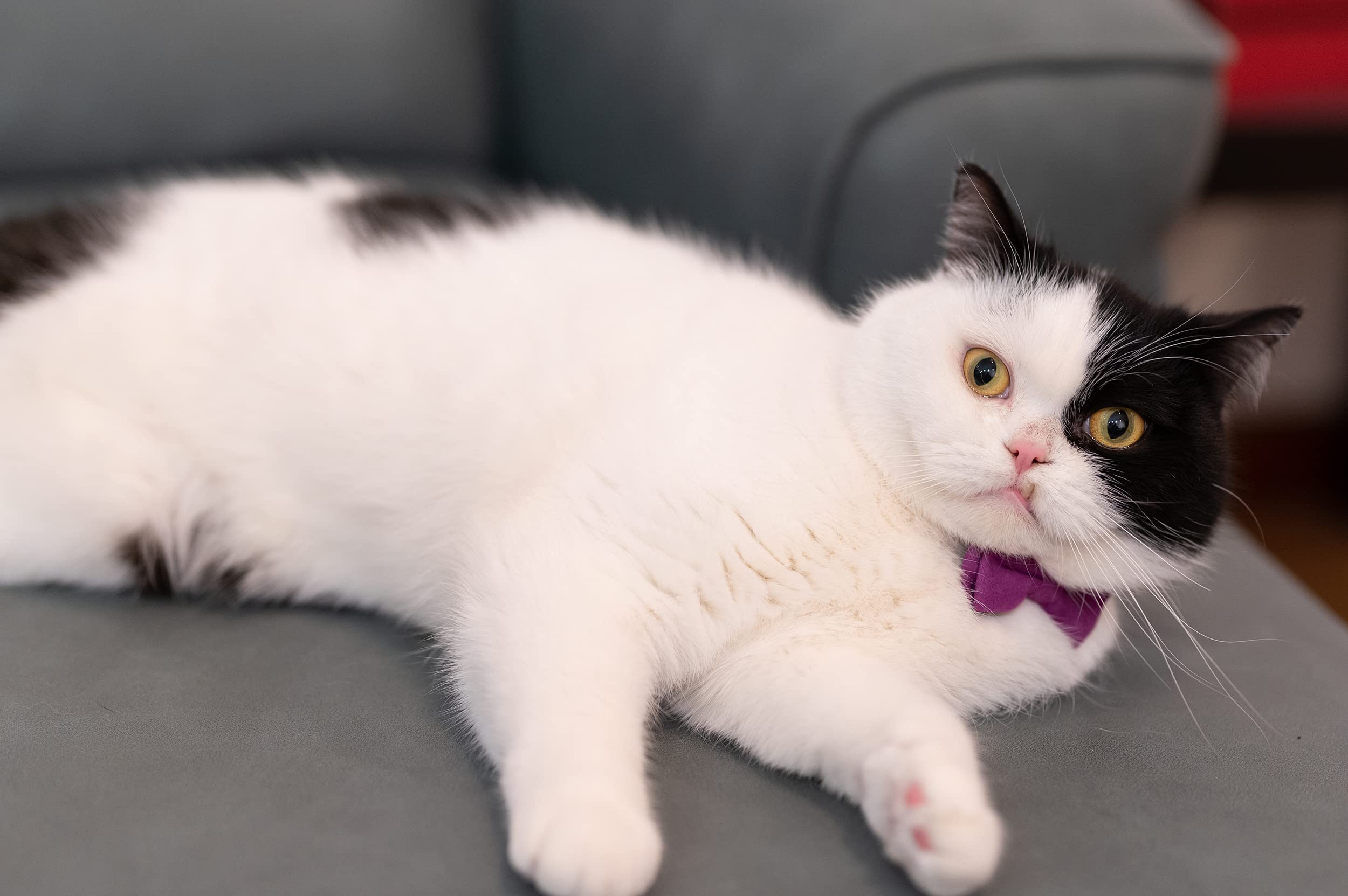 Gyapet Cat Collar With Bell Breakaway Kitten Small Puppy Safety Bow Tie Solid Wedding Basic Color [1Pc] Rose Red
