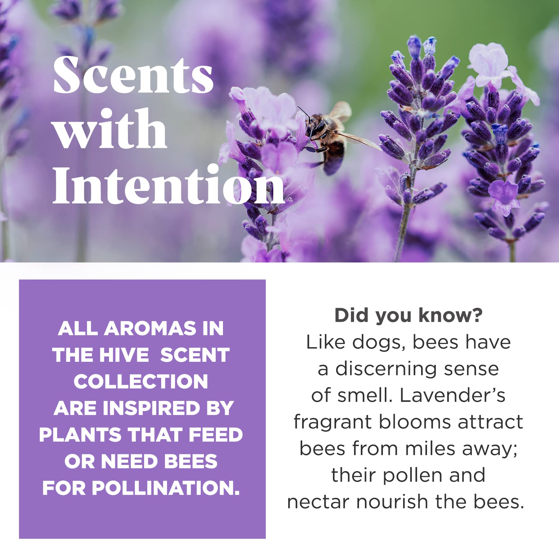 Project Hive Pet Company - Calming Lavender Scented - Hive Chew Toy For Large Dogs - Dog Chew Toy For Large Breeds - Floats In W