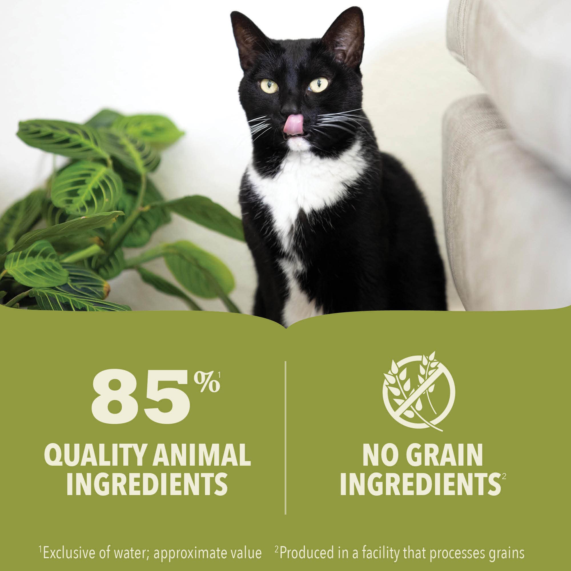 ACANA Premium Pate Wet Cat Food in Bone Broth Salmon + Chicken Recipe 5.5oz Cans (12 count)