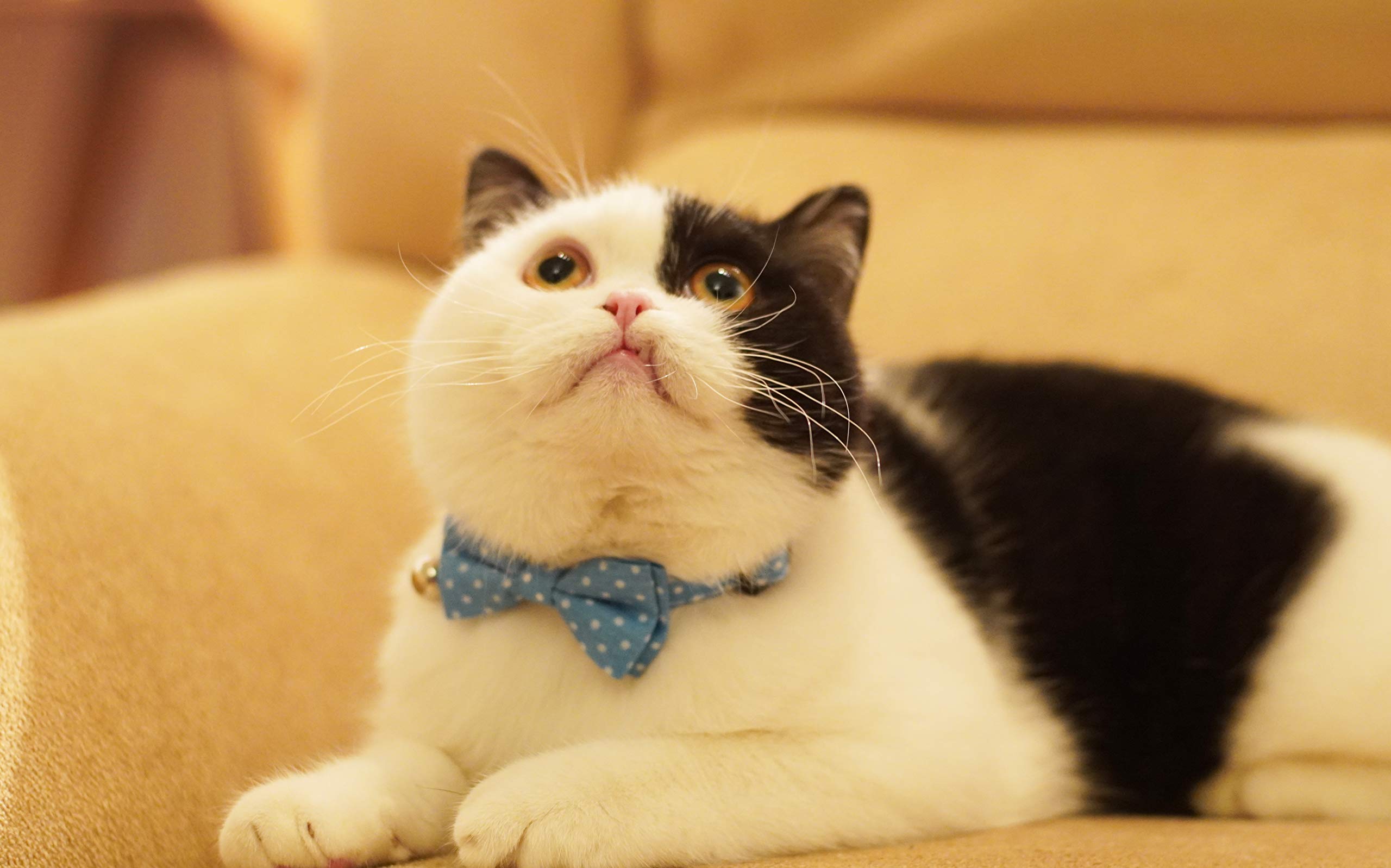 Gyapet Cat Collar Light Blue With Bowtie Bell Safety Breakaway Kitten 7-11In Dot Colorful Adjustable Dot-Light Blue