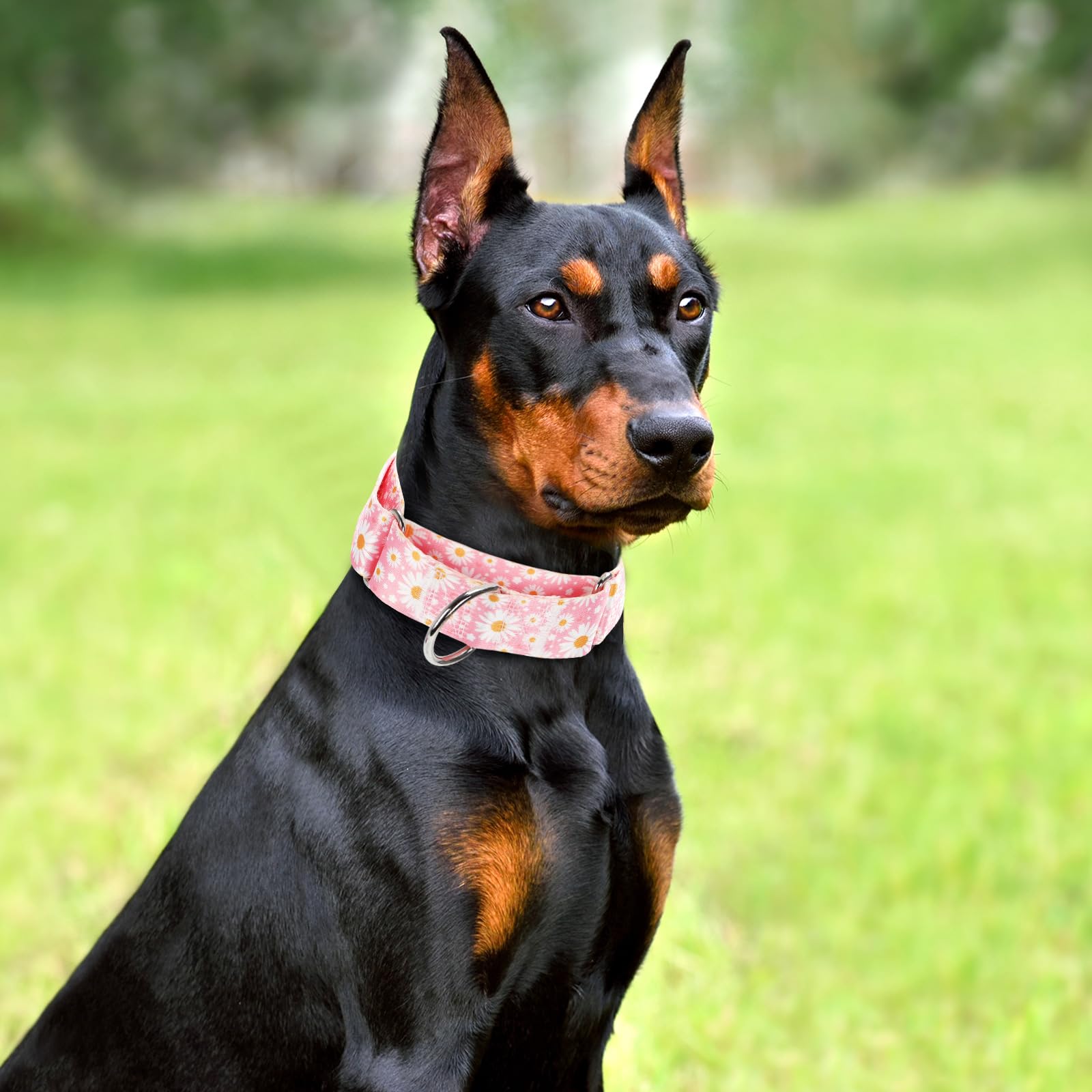 Wide Martingale Collar For Dogs -1.5 Inch Dog Training Collar -Big&Thick Dog Collar - Escape-Proof,Durable And Comfortable - Pin