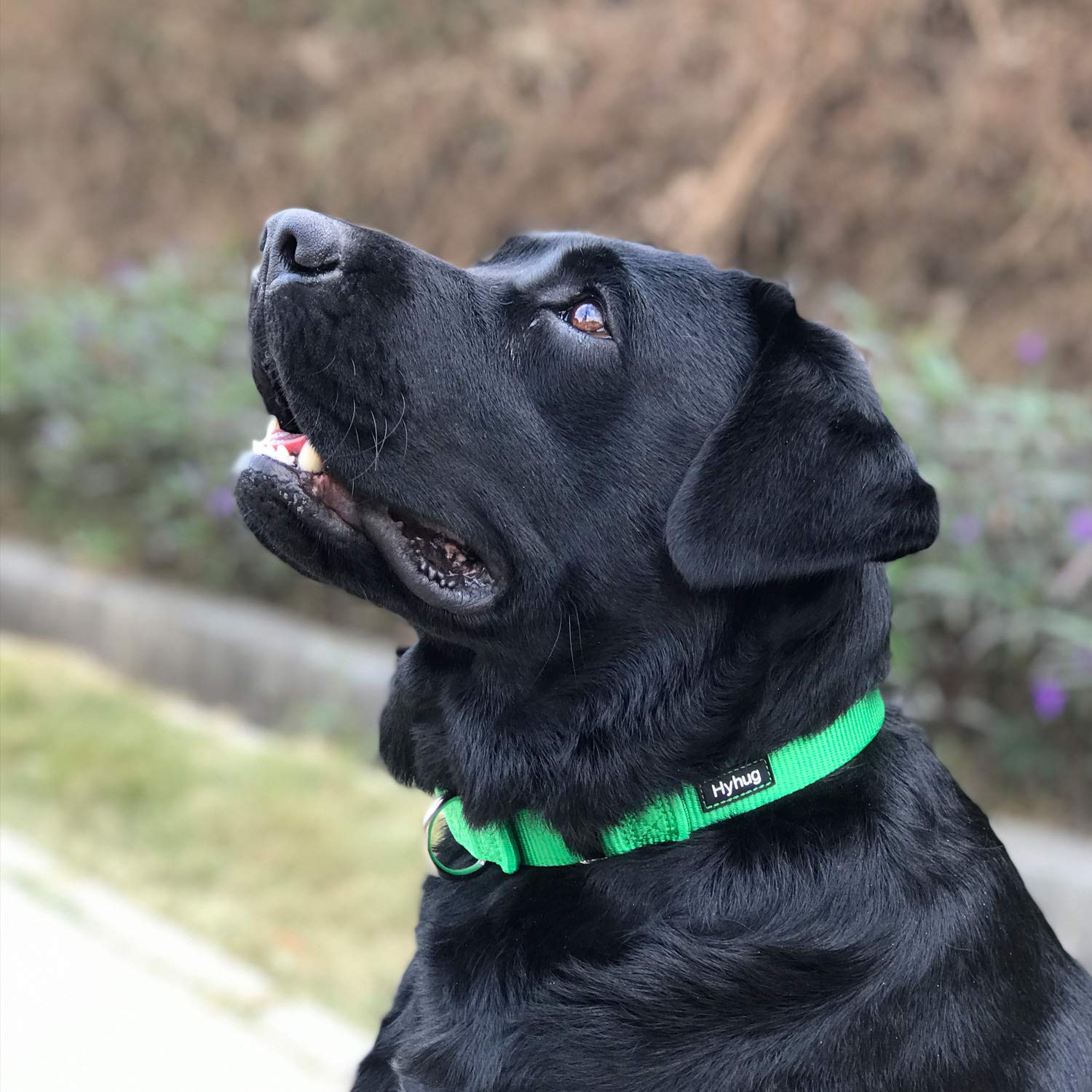 Hyhug Martingale Dog Collar Without Buckle: Escape-Proof, No Slip Heavy Duty Nylon, Colorfast Adjustable Pet Supplies for Large