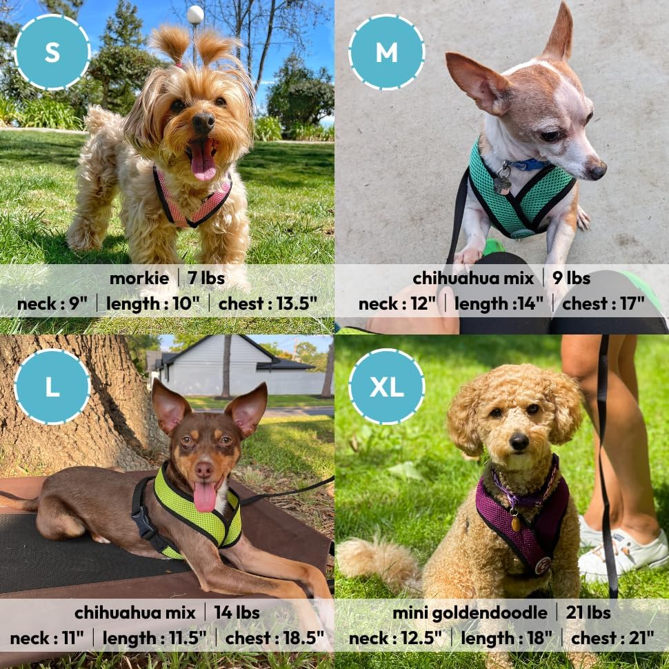 Gooby Comfort X Head In Harness - Turquoise, Small - No Pull Dog Harness, Patented Choke-Free X Frame - On The Go Dog Harness Fo