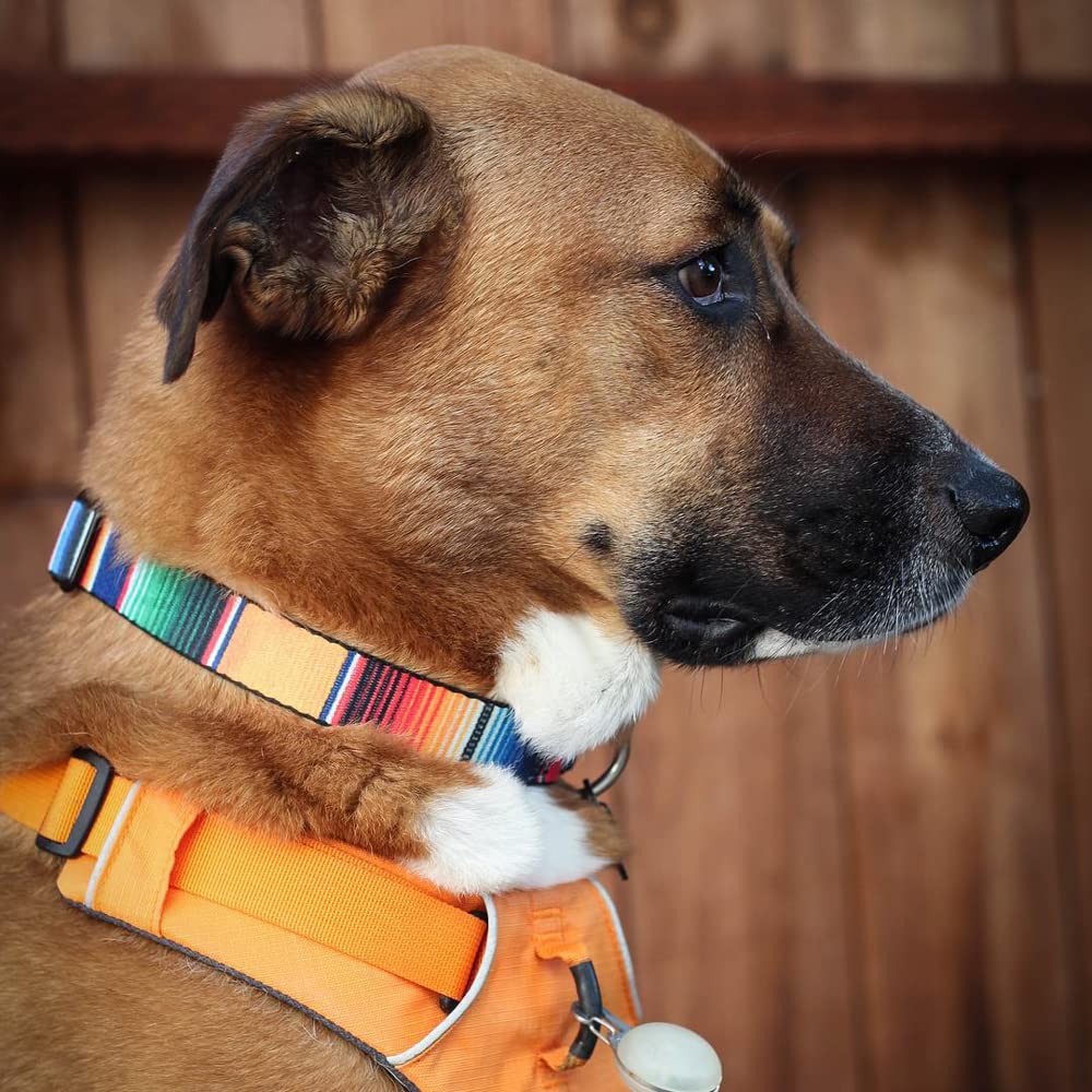 Buckle-Down Seatbelt Buckle Dog Collar - Zarape2 Vertical Multi Color Stripe - 1.5' Wide - Fits 18-32' Neck - Large