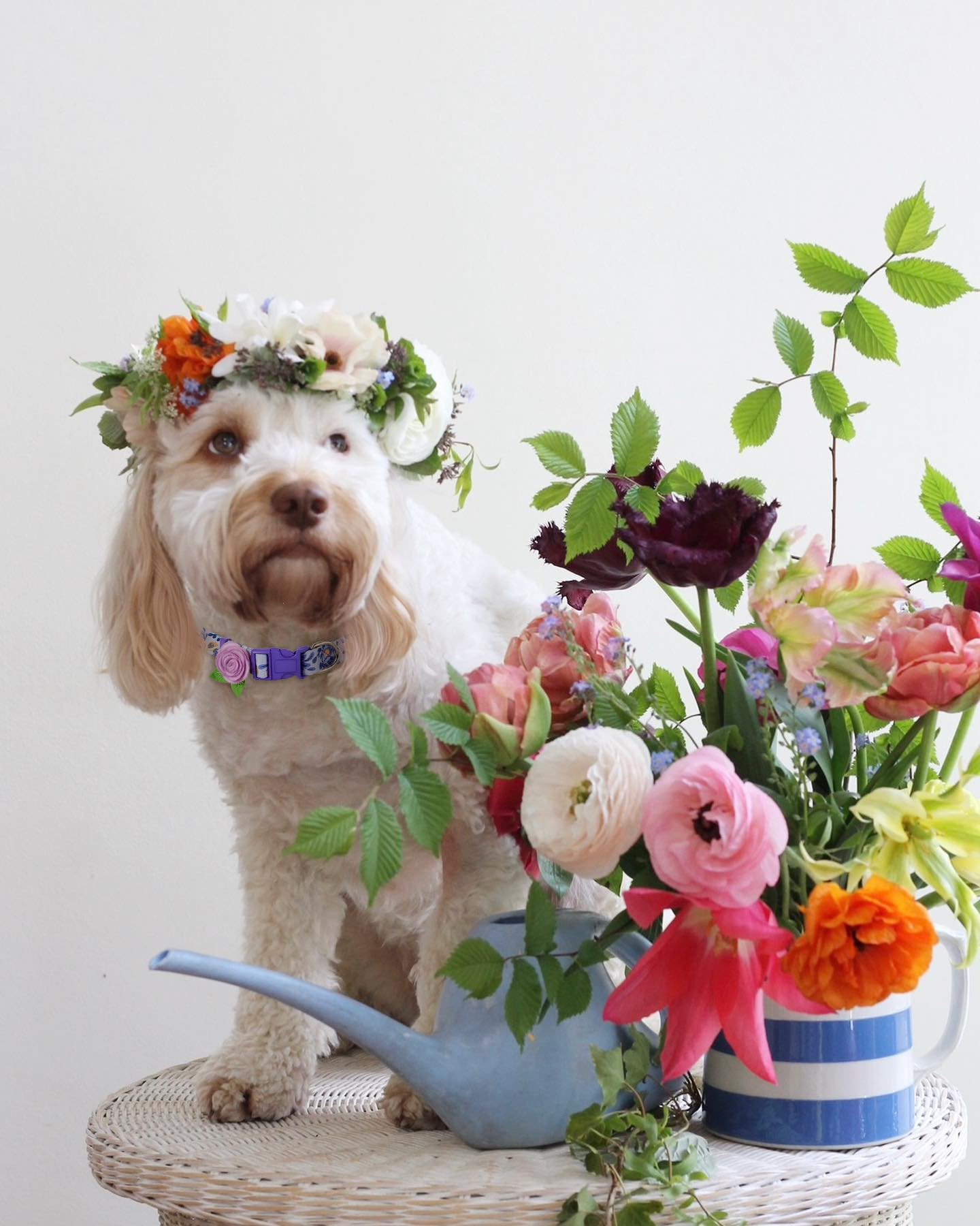 2 Pack Spring Dog Collar For Small Dogs, Quick Release Floral Dog Collar Girl With Flower Bow