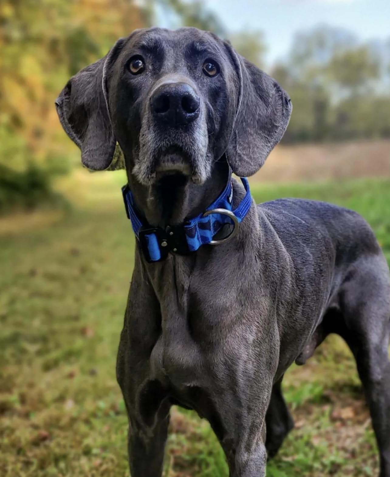 Boss Dog Tactical Collar, Blue Camo, Small