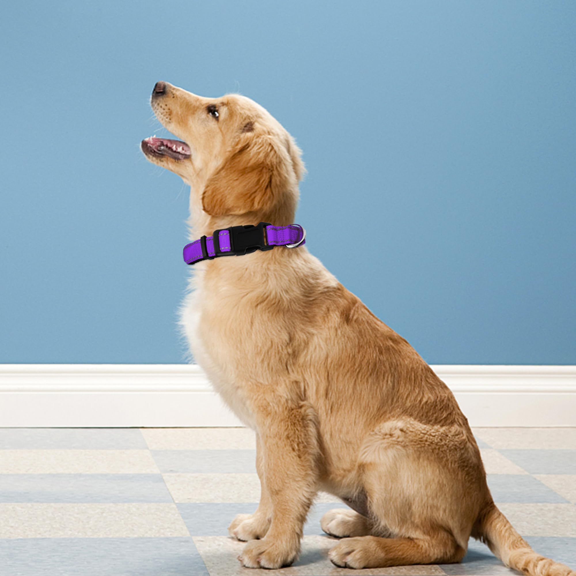 Pwod Reflective Dog Collar, Adjustable Soft Neoprene Padded Nylon Pet Collars With Buckle For Extra Large Dogs, Purple,Xl