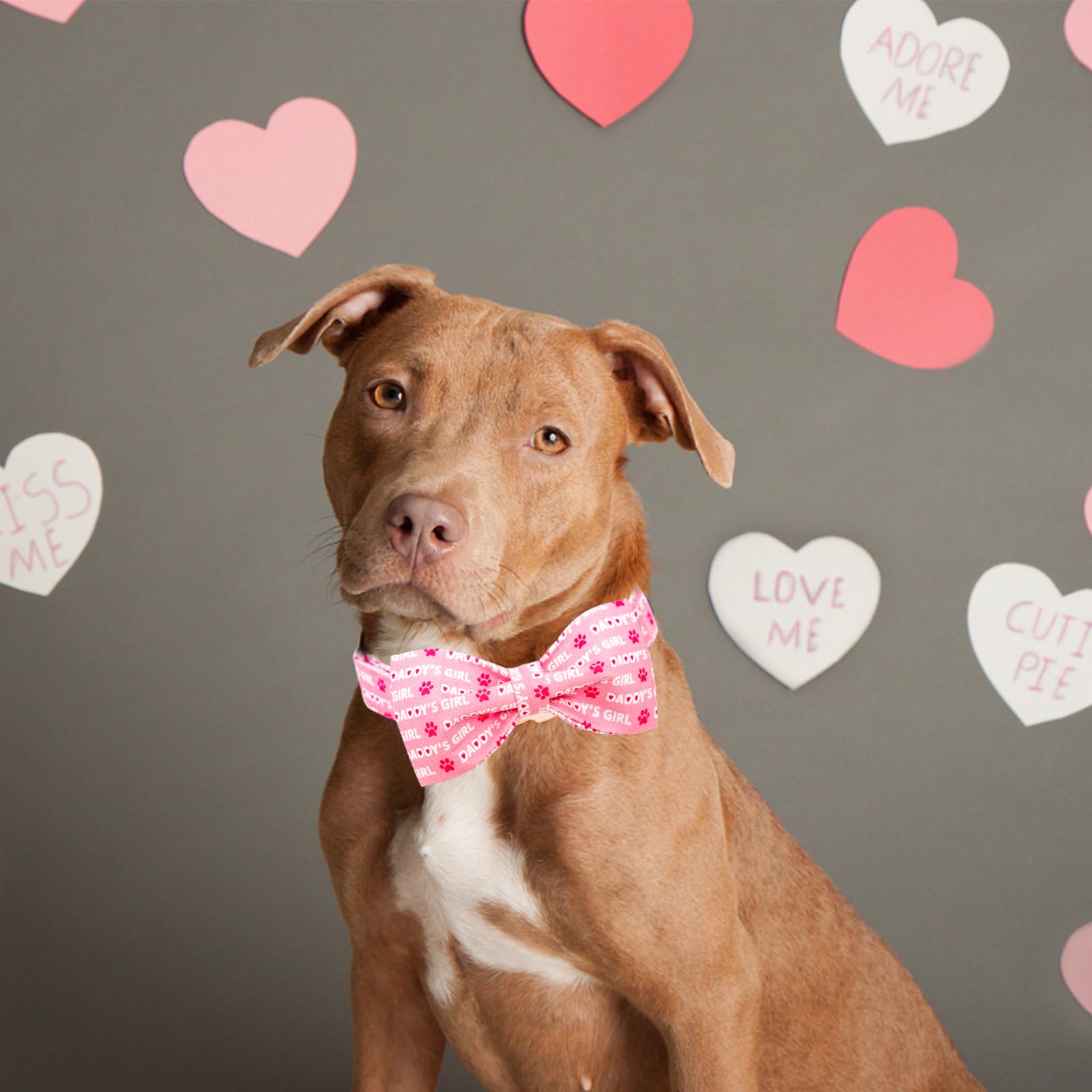 Lionheart Glory Dog Bow Collar Valentine'S Day Dog Collar For X-Small Dogs, Pink Dog Collars With Bowtie Spring Dog Collar Puppy