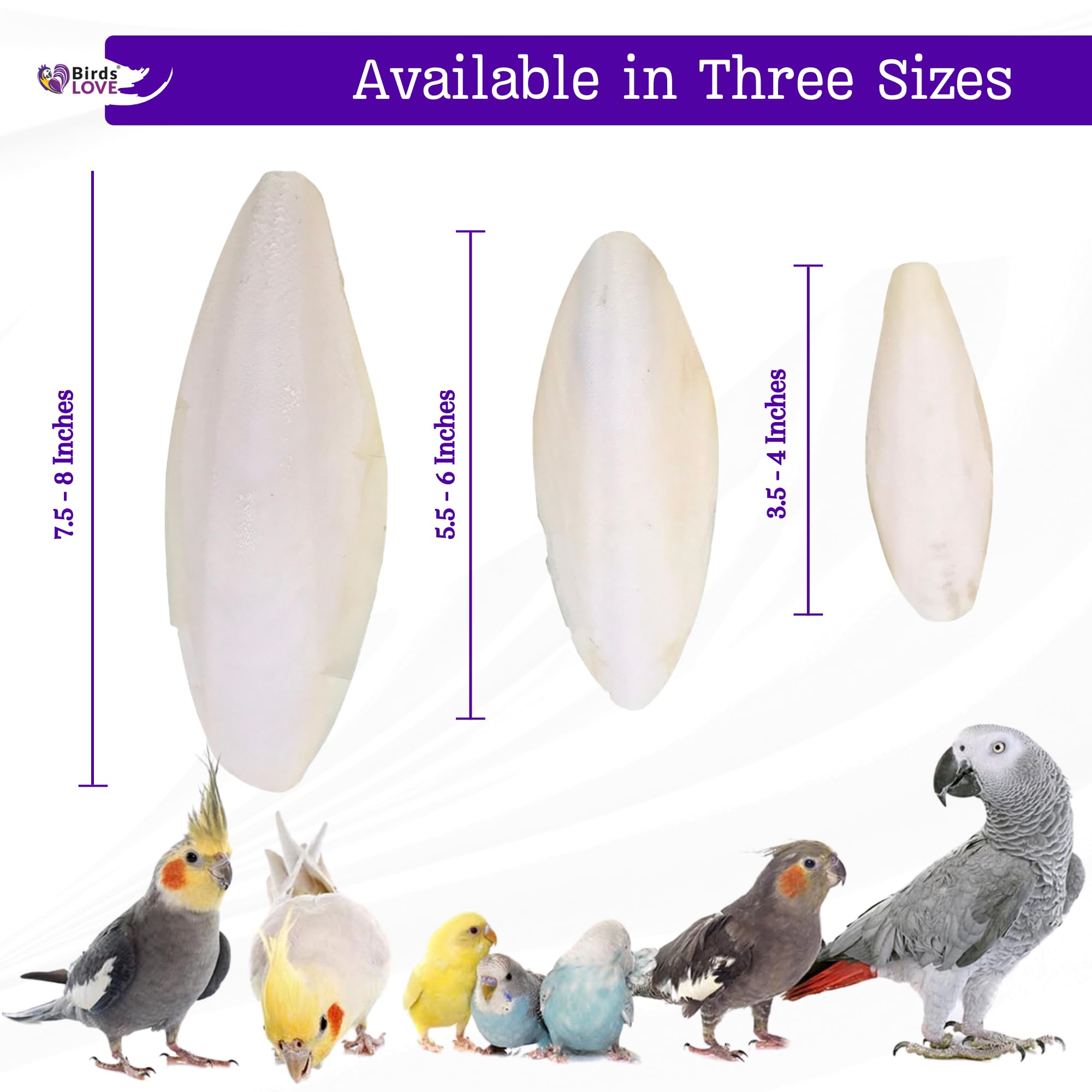 Birds LOVE Natural Cuttlebone | 100% Pure Sun-Dried Calcium Supplement for Birds, Tortoises, Snails & Crabs | Supports Beak & Sh