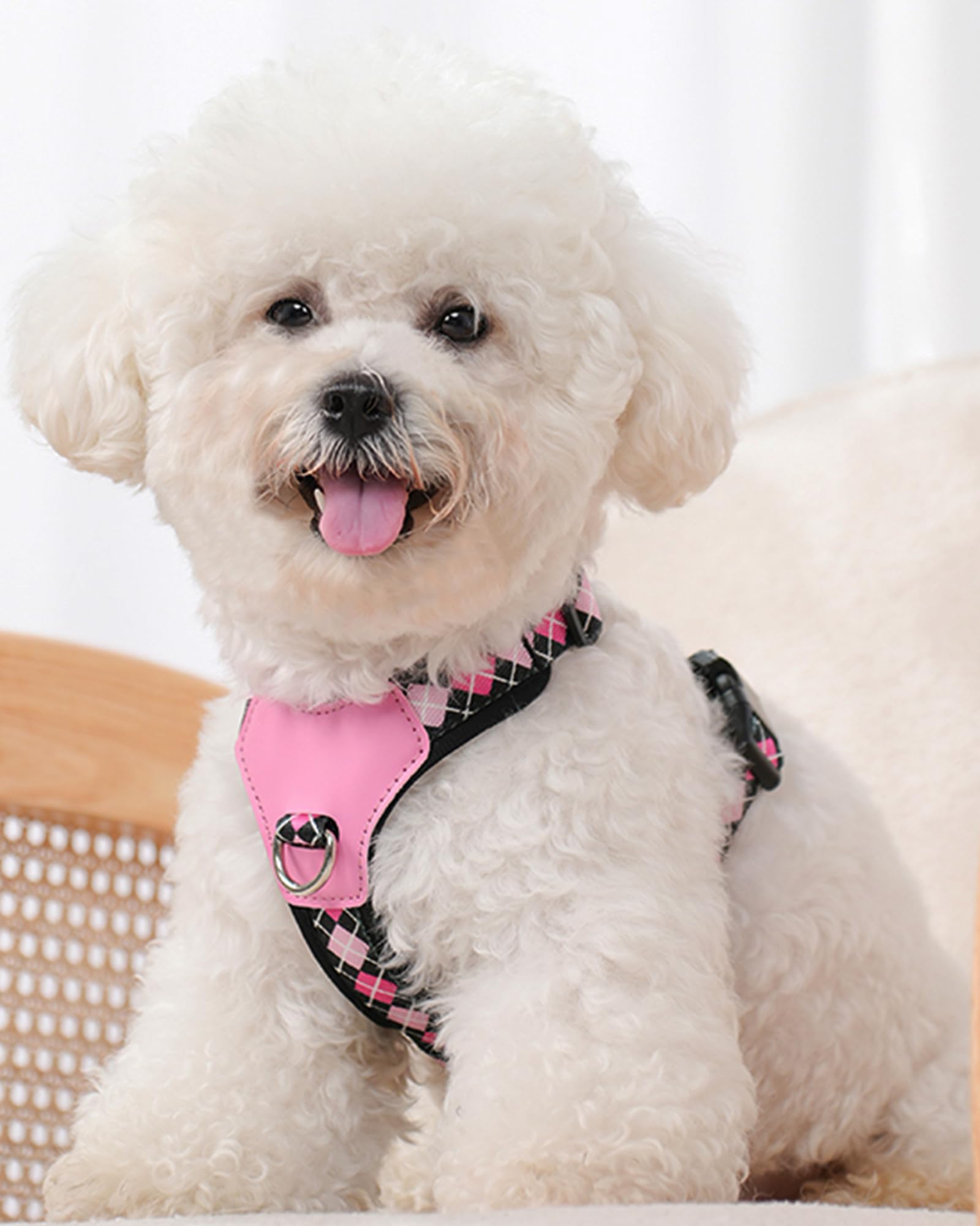 Petank Black Medium Dog Harness - No Pull, Easy Walk, Adjustable, 2 Leash Clips (M)