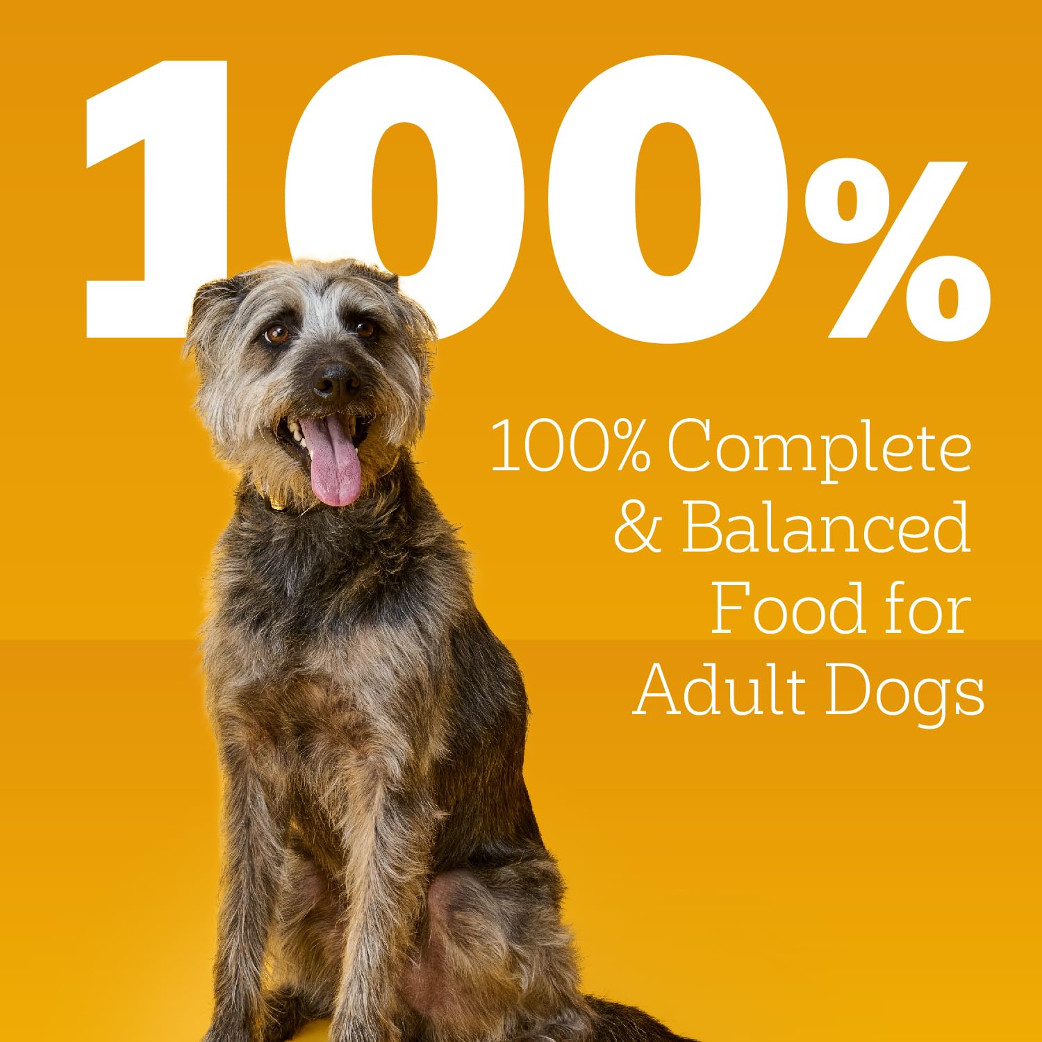 PEDIGREE Chunky Ground Dinner With Turkey & Bacon Canned Dog Food 13.2 Ounces (Pack of 12)