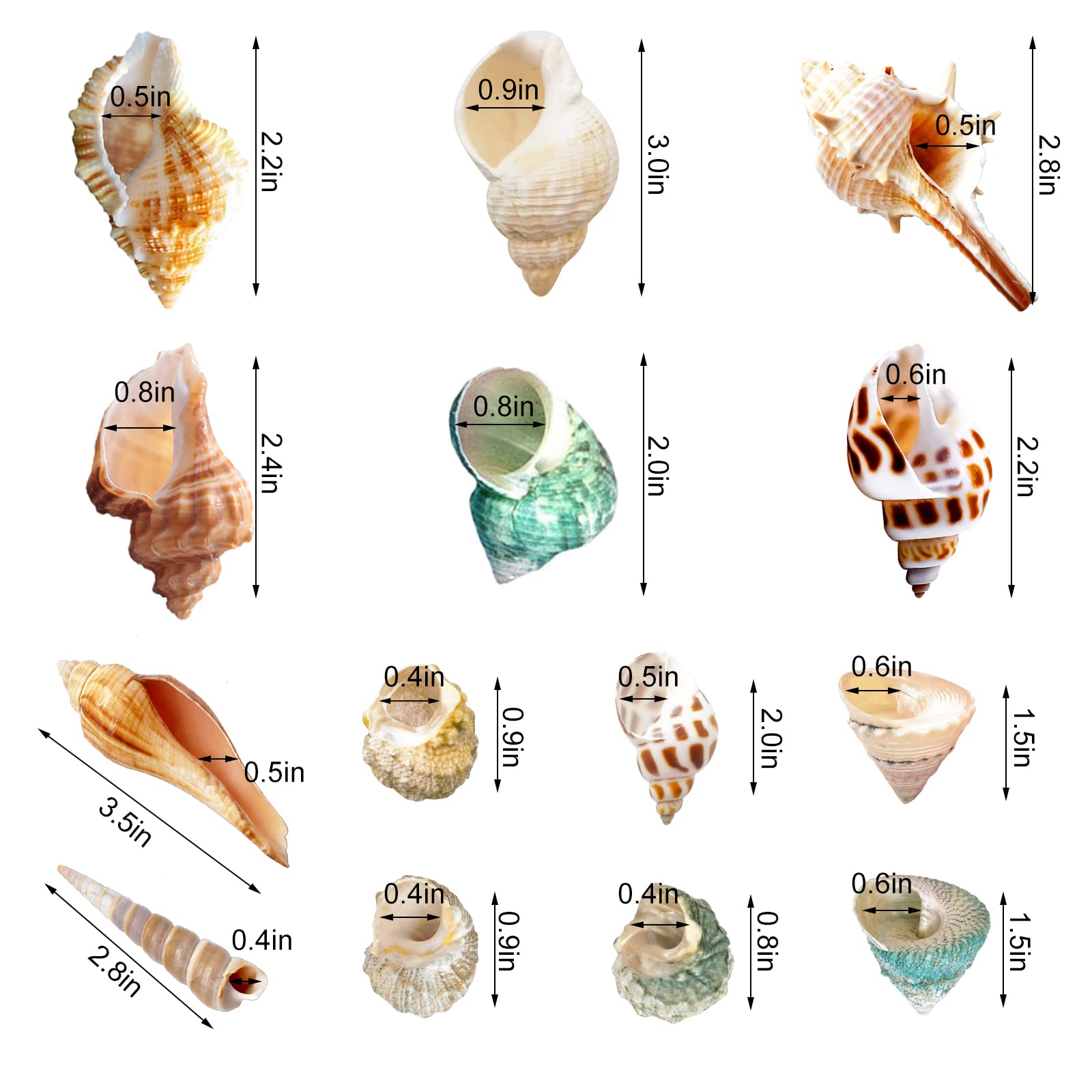 Lucky Baby 15+Pcs Hermit Crab Shells Small To Medium Sea Conch Size 1/4-1 1/2 Inches Natural Growth Turbo Seashells Conch For Small Hermit Crab Turbo Shells