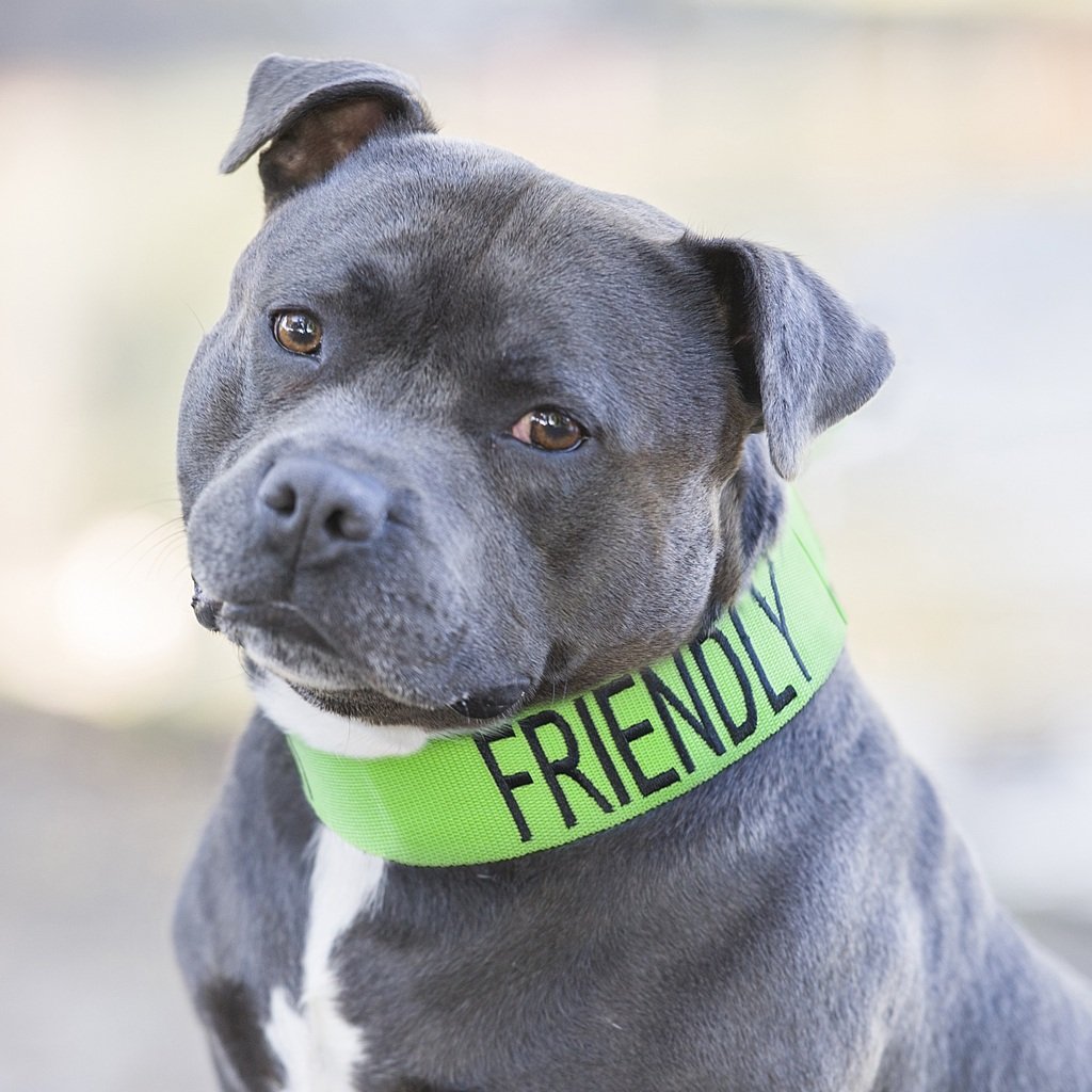 Friendly (Known as Friendly to All) Green Colour Coded Wide L-XXL Semi-Check Dog Collar Prevents Accidents by Warning Others of