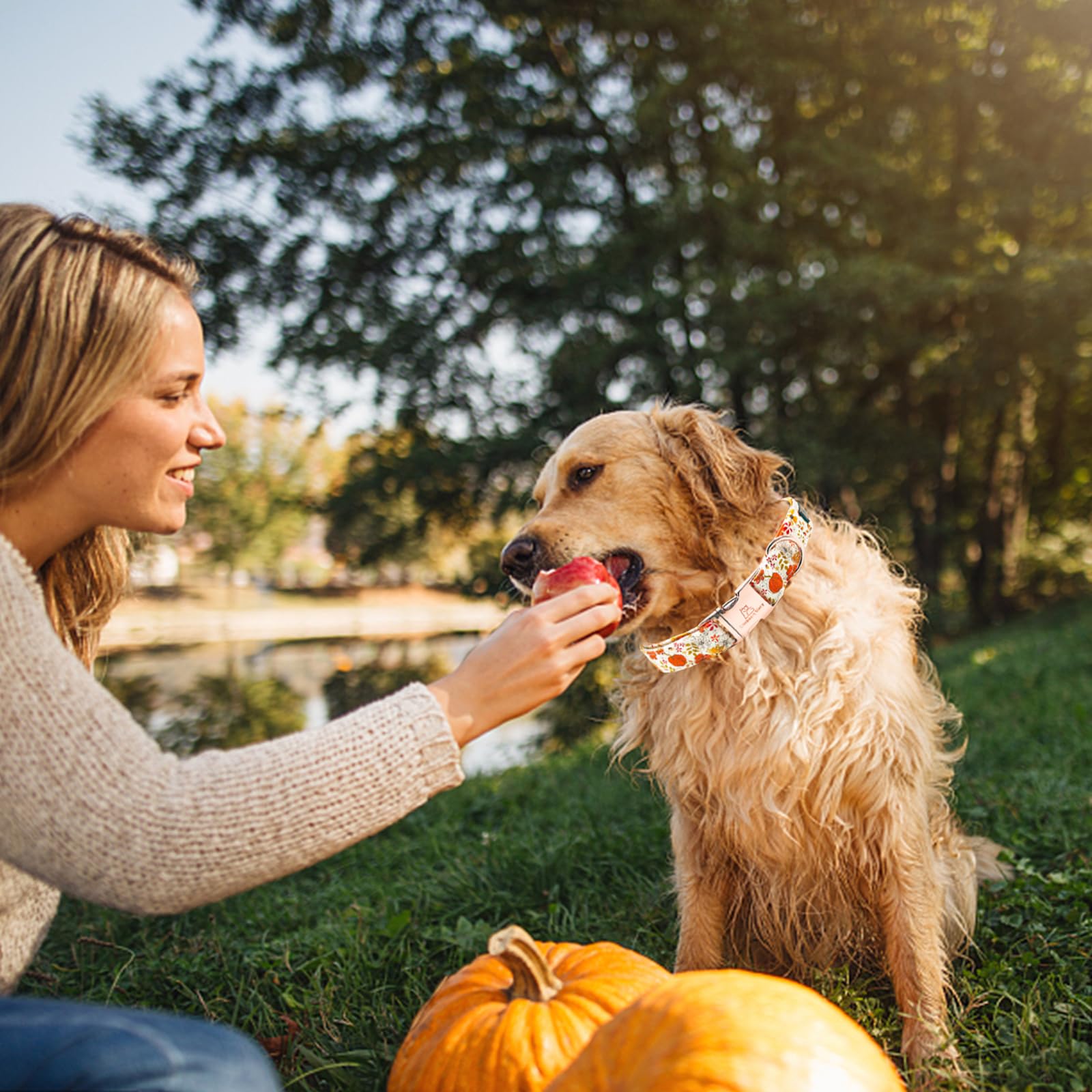 Lionheart Glory Dog Collar Halloween Collar Dog Fall Dog Collars, Adjustable Heavy Duty Dog Collar For X-Large Dogs Pumpkin Collar Dog
