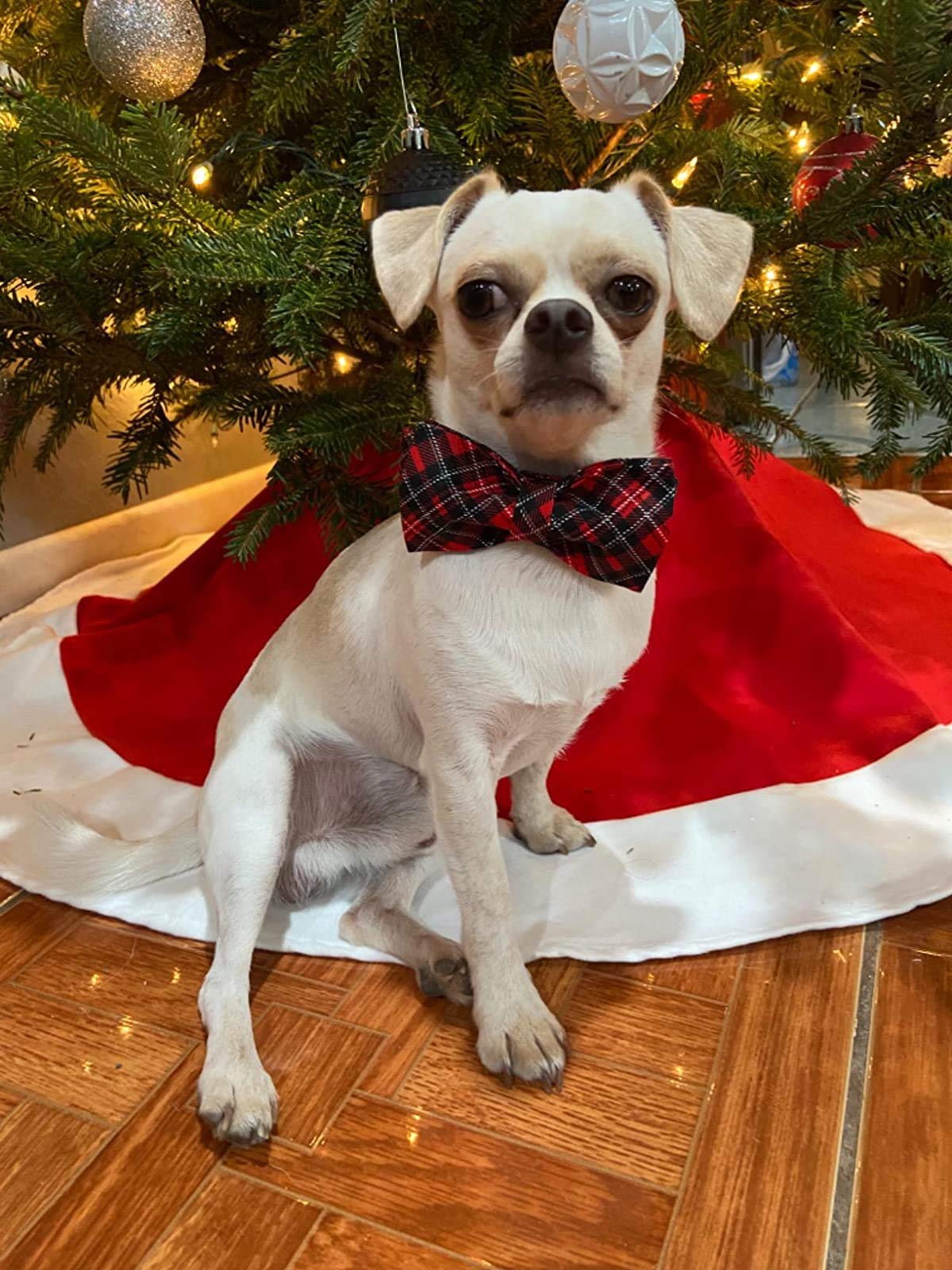 Elegant Little Tail Dog Collar With Bow, Soft And Comfy Bowtie Christmas Dog Collar, Adjustable Pet Gift Collars For X-Large Dogs