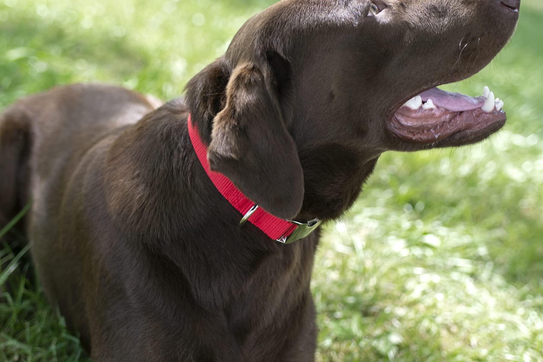Country Brook Design - Vibrant 30+ Color Selection - Premium Nylon Dog Collar With Metal Buckle (Large, 1 Inch, Bright Red)