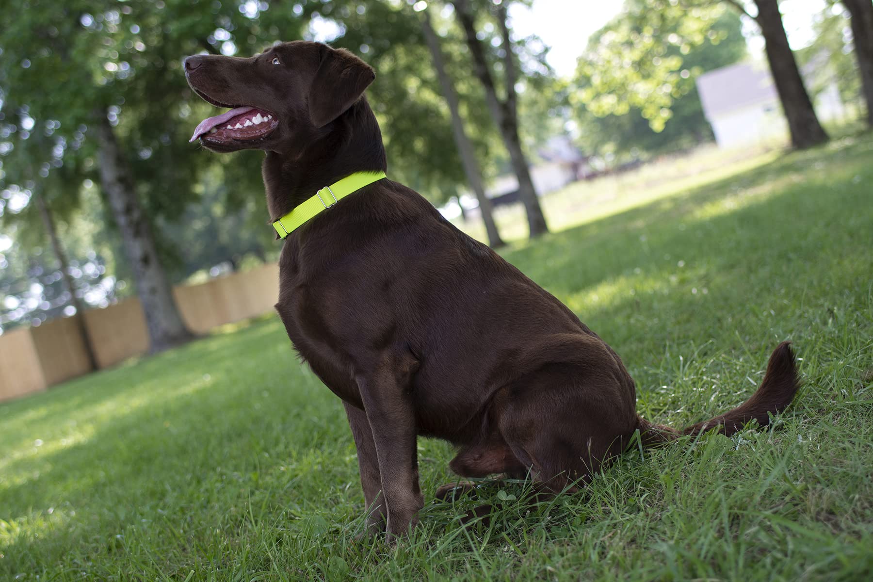 Country Brook Design - Vibrant 30+ Color Selection - Premium Nylon Dog Collar With Metal Buckle (Small, 3/4 Inch Wide, Hot Yellow)