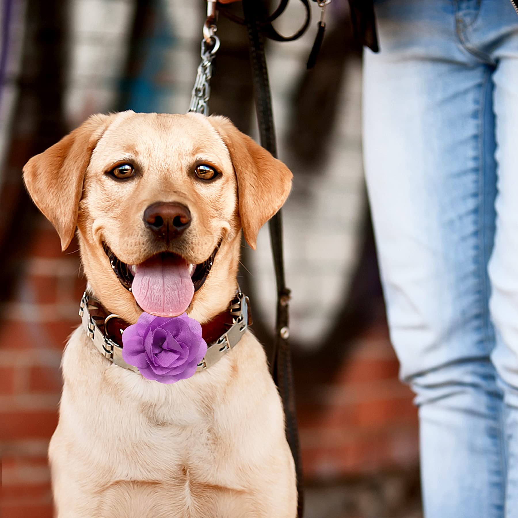 Pet Show 12Pcs Purple Dog Collar Bows And Flowers Attachment For Girls Puppies Cats Female Small Medium Dogs Collars Embellishment Decor For Wedding Birthday Parties Grooming Pet Collar Accessories