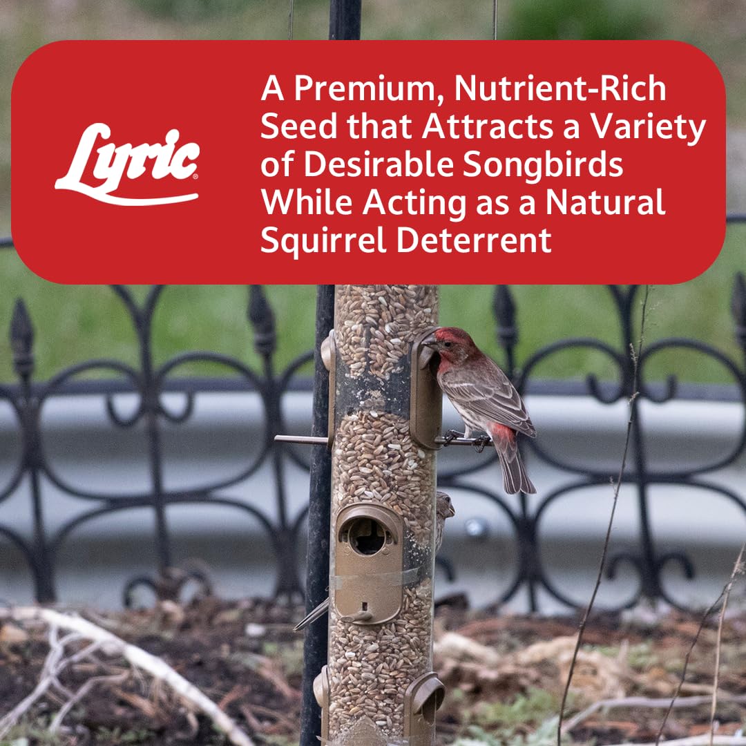 Lyric Golden Safflower Seed - Attracts Cardinals, Chickadees, Woodpeckers & More - 12 lb Bag