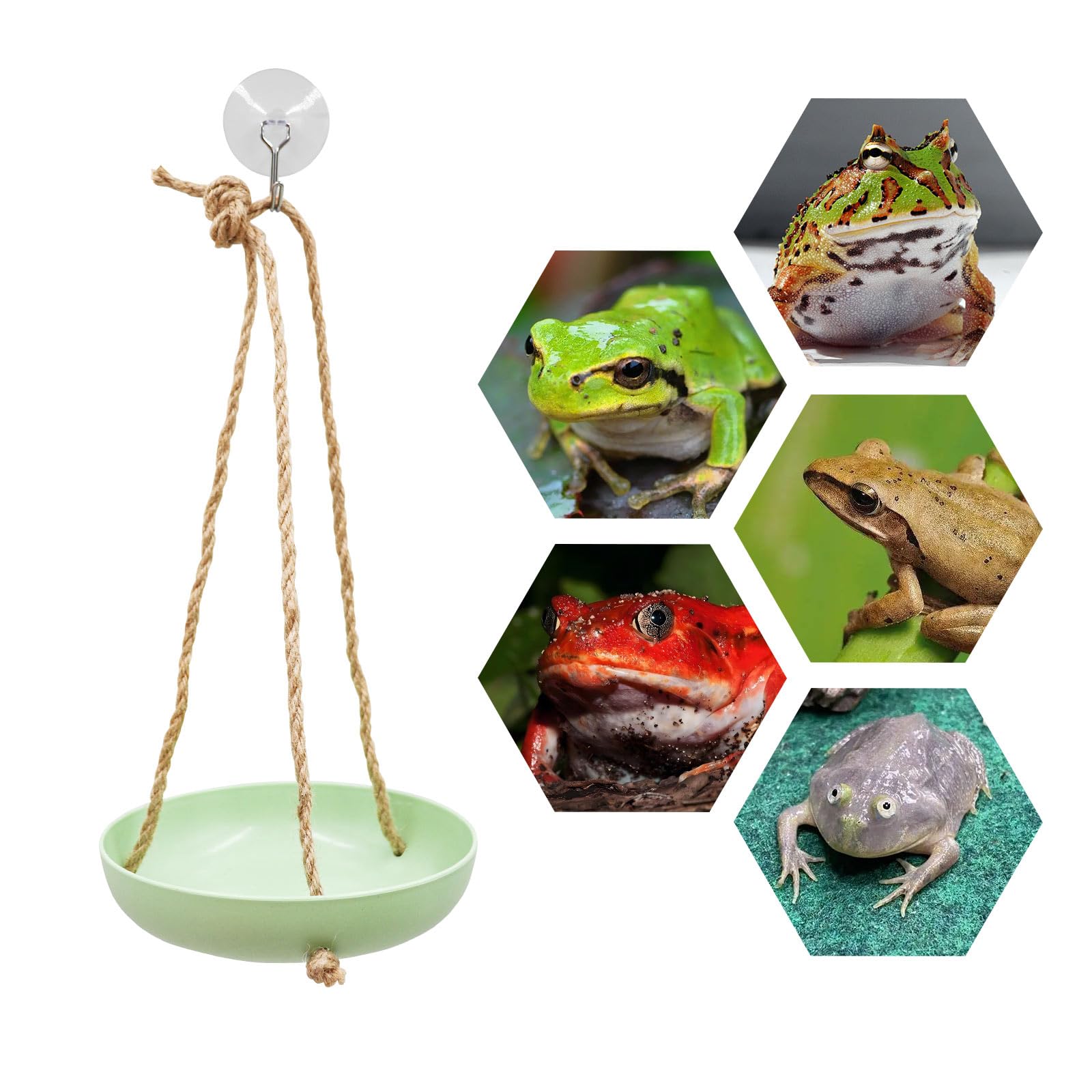 MinrzPet Plastic Frog Swing Toys with Suction Cup, Frog Habitat Platform, Reptile Decorations for Terrarium, Frog Tank Accessori
