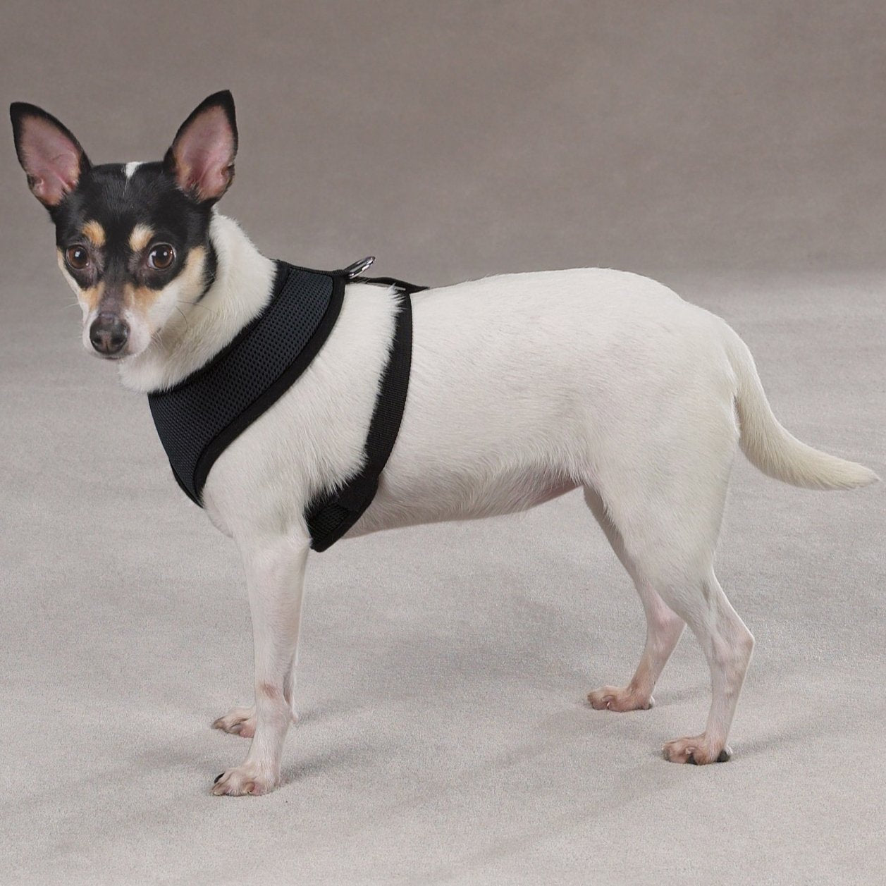 Casual Canine Mesh Dog Harness, Large, Black