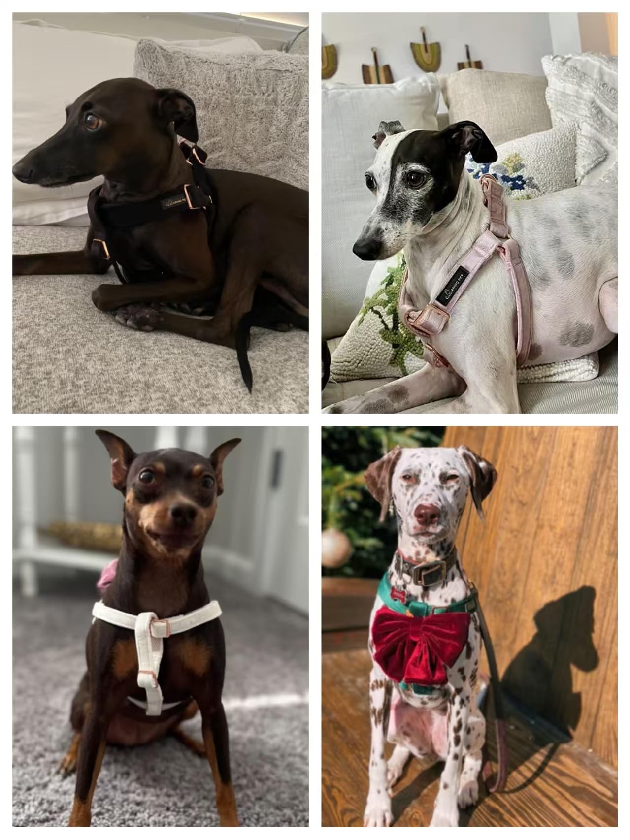 ARING PET Dog Halter Harness, Velvet Dog Harness, Adjustable No Pull Halter Harness for Small Medium Large Dogs.