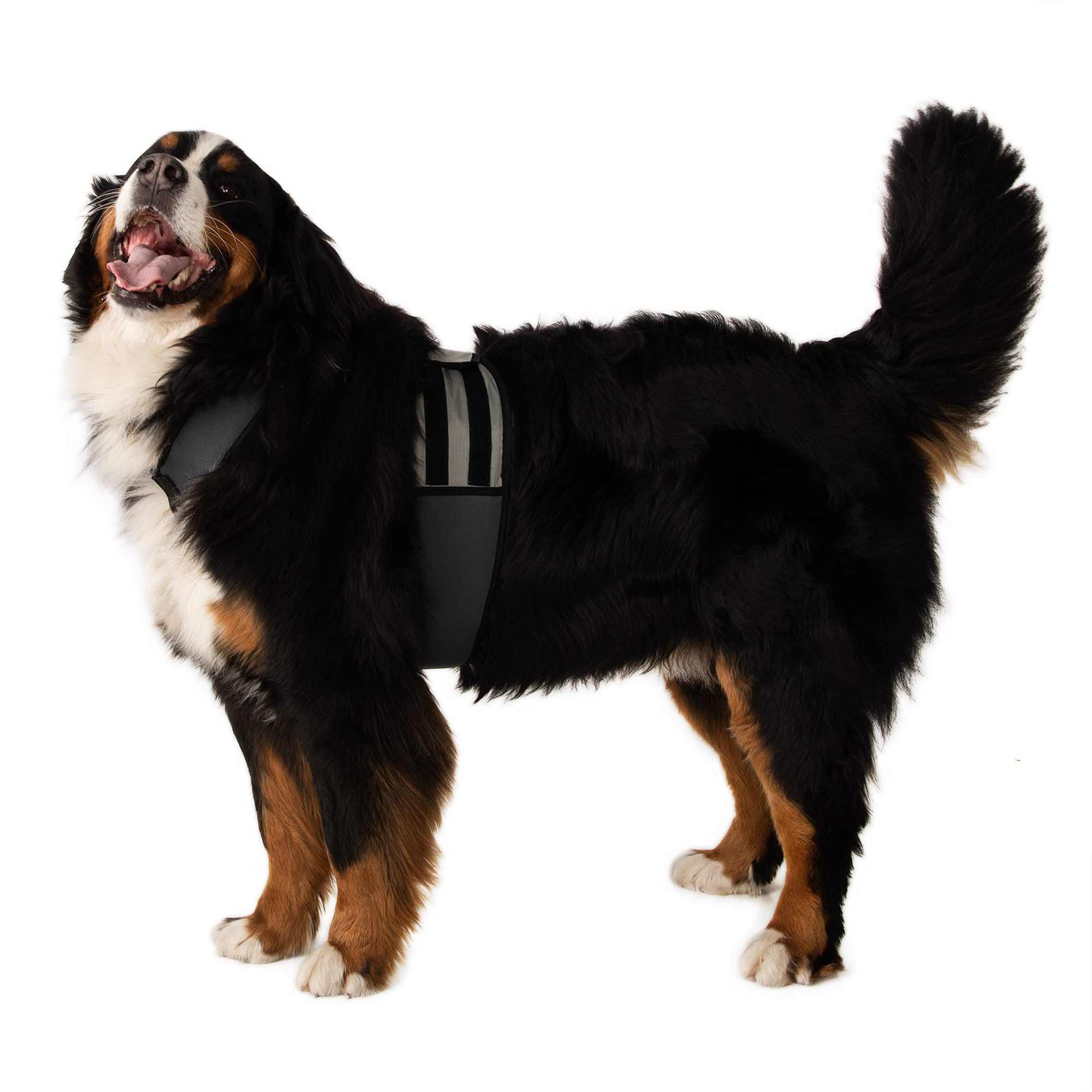 CoolerDog Dog Cooling Vest & Collar - Ice Vest for Dogs, XL, Nylon