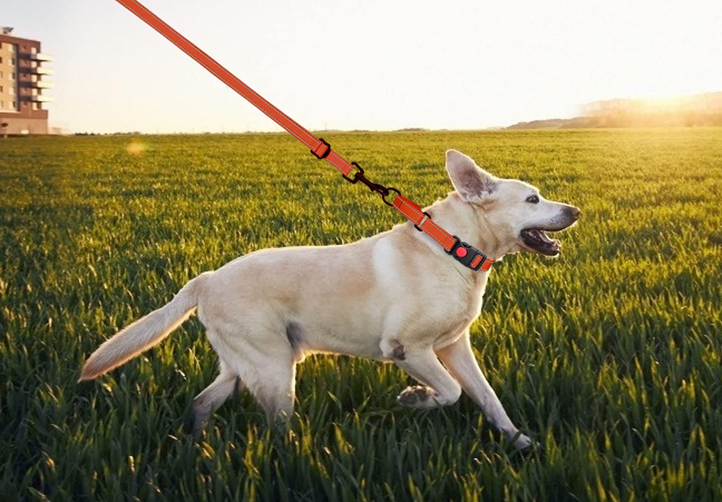 Martingale Dog Collar And Leash Set Martingale Collars For Dogs Reflective Martingale Collar For Small Medium Large Dogs(Orange&L)