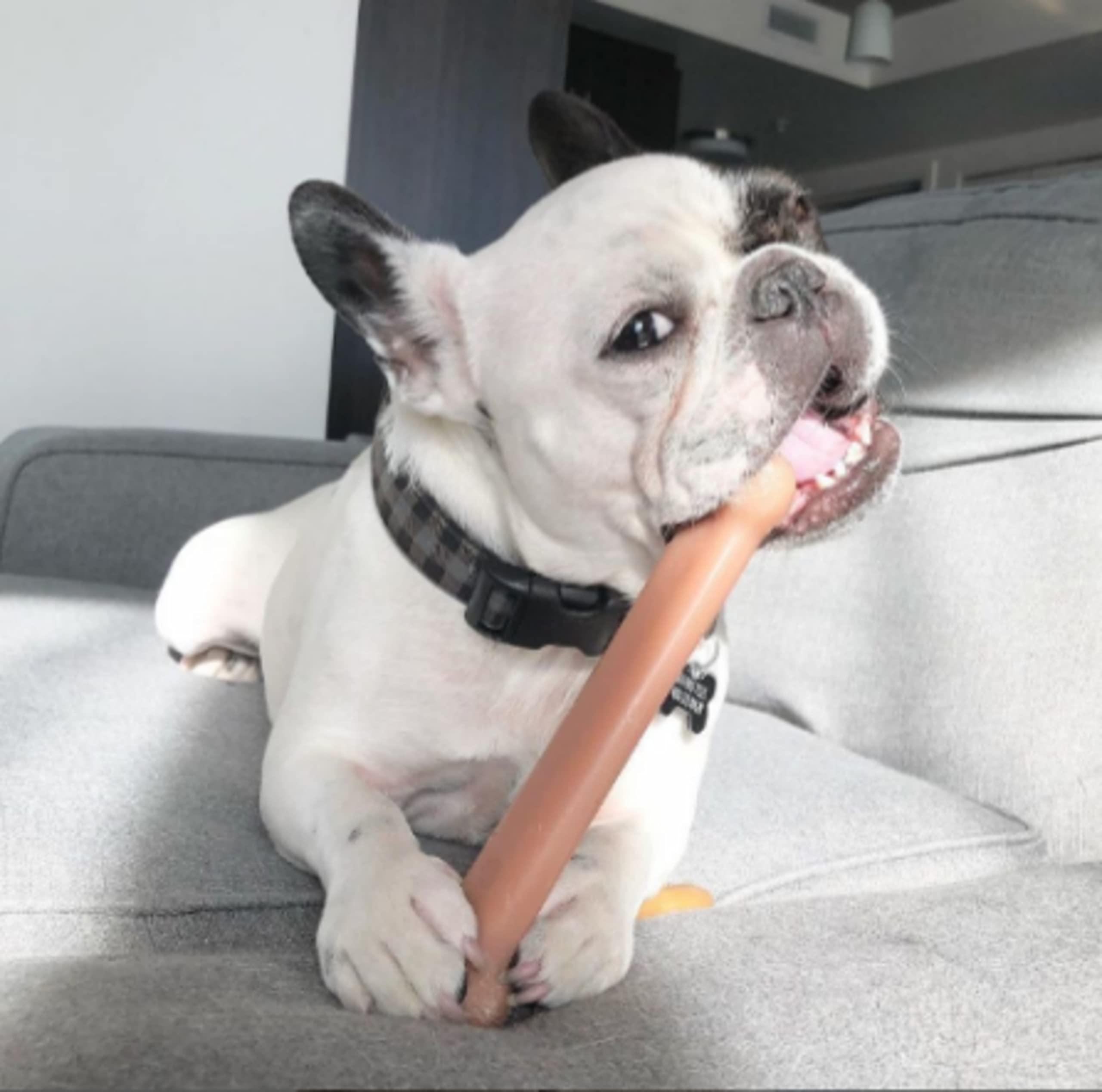 Nylabone Power Chew Classic Bone Chew Toy For Dogs, Durable Dog Toys For Aggressive Chewers, Bacon Flavor, Large/Giant - Up To 50 Lbs. (1 Count)