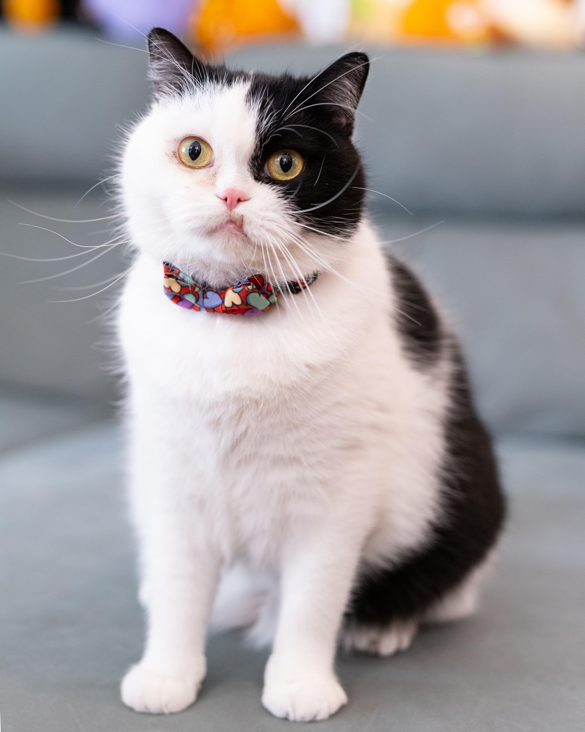 Gyapet Cat Collar With Bowtie Bell Safety Breakaway Kitten 7-11In Dot Colorful Adjustable Love-Hearts