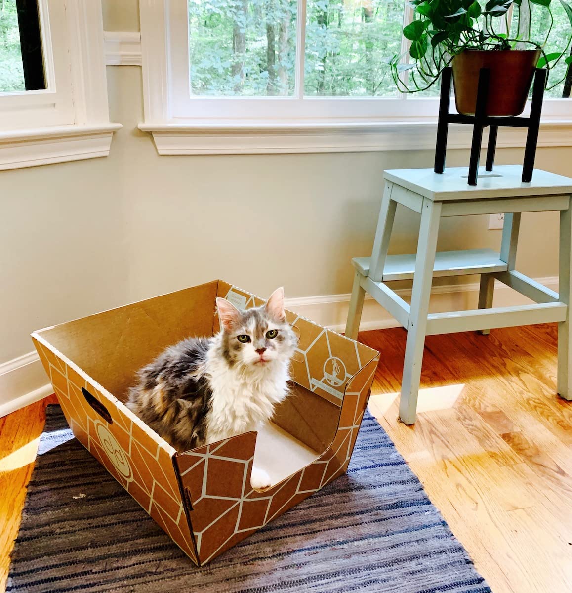 Cats Desire Disposable Cat Litter Box - 3 PC, Teal on Natural Brown, Top/Low Entry, Enclosed, Recycled Cardboard - 17"x17"x15.25"