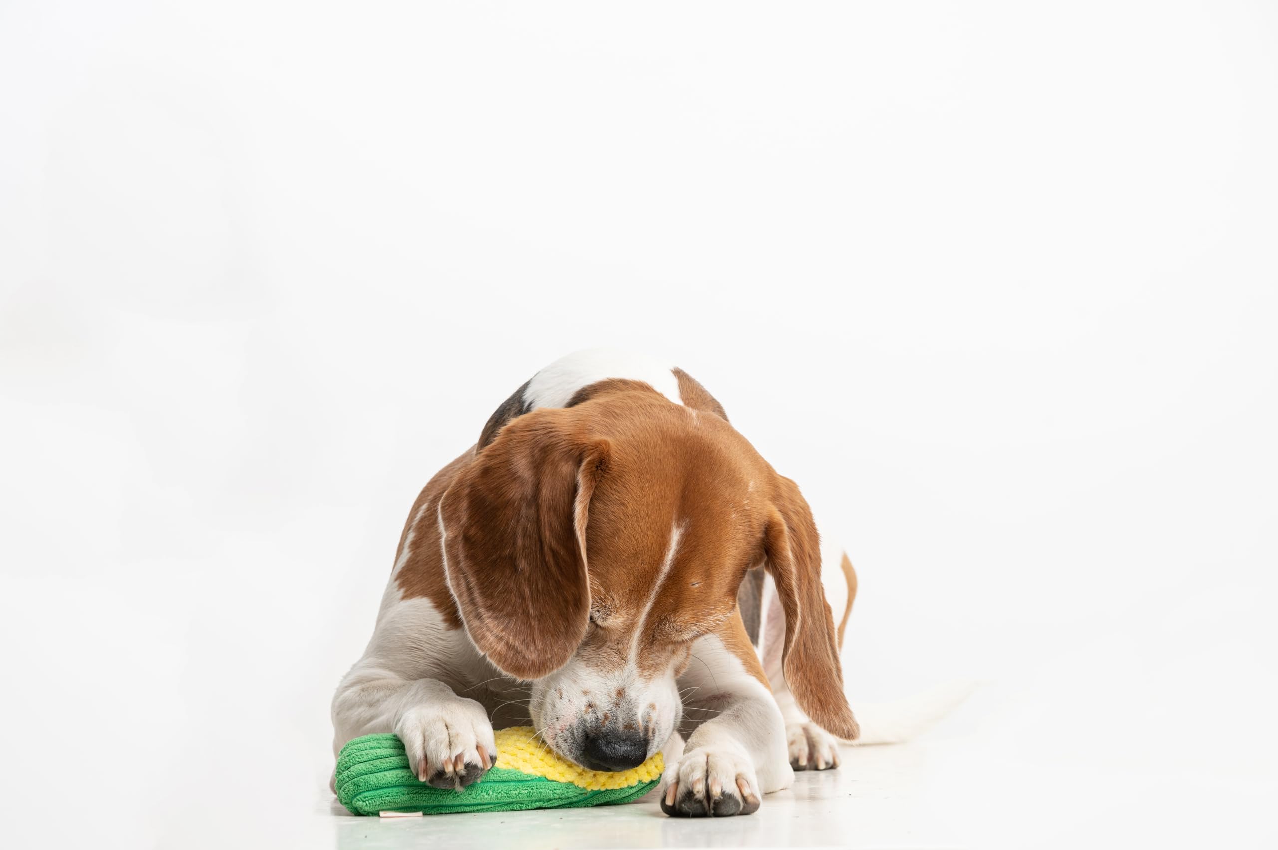 Puffy Crew Squeaky Dog Plush Toy, Bite_Stick Collection, 8'', For Small And Medium Dogs (Carrot)