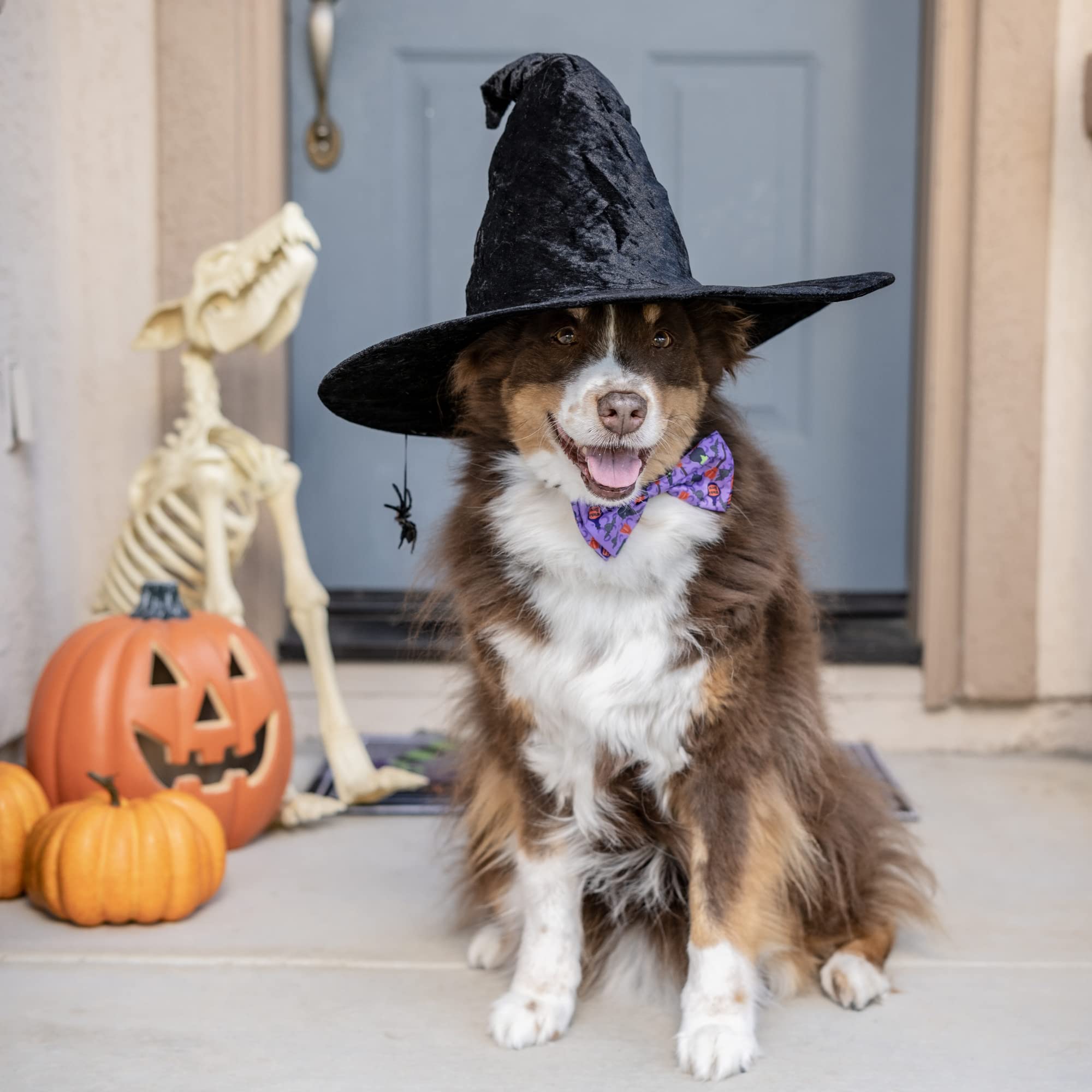 Huxley & Kent Bow Tie For Pets | Witch'S Brew (Small) | Halloween Bow Tie Collar Attachment | Fun Bow Ties For Dogs & Cats | Cute, Comfortable, And Durable | H&K Bow Tie