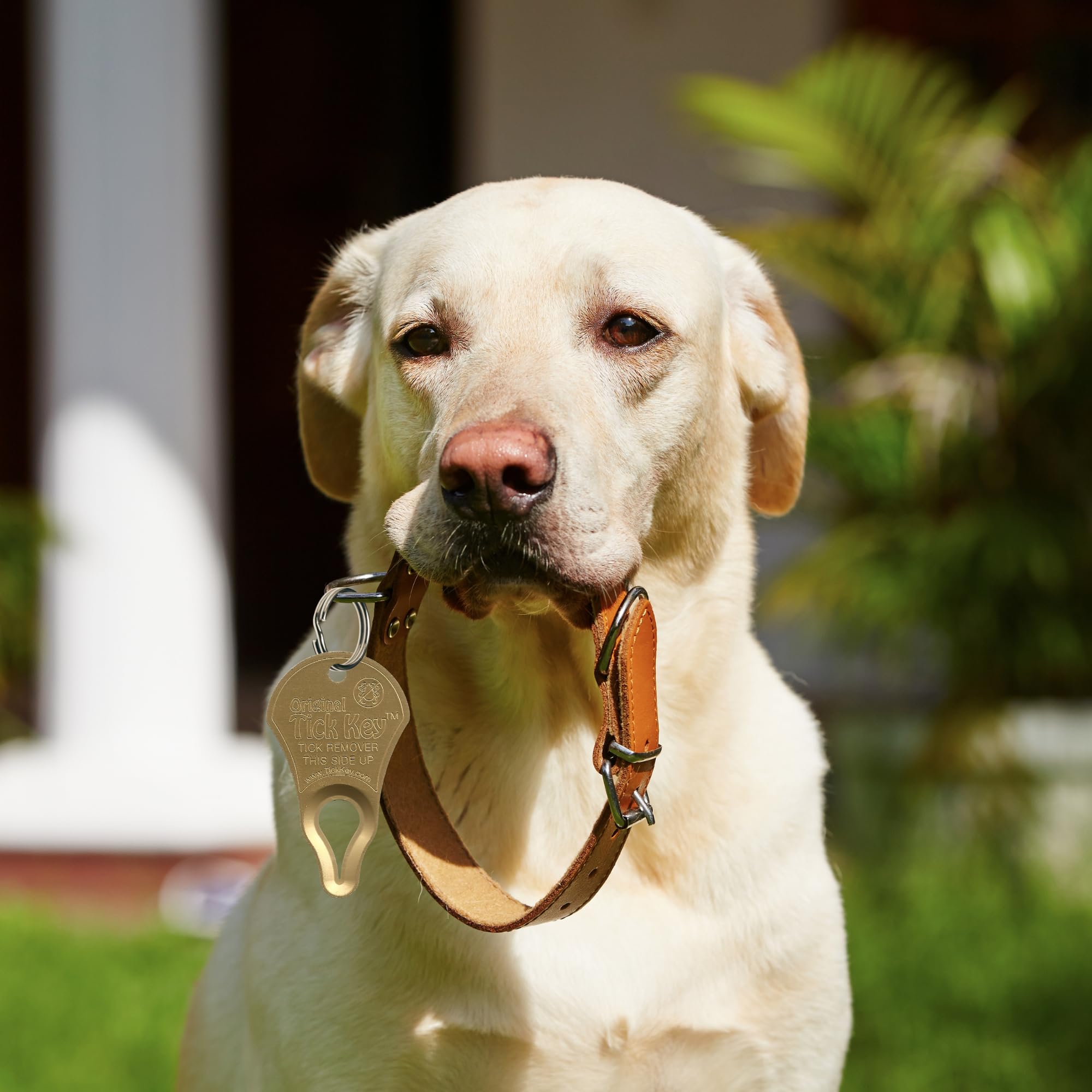 The Original Tick Key - Tick Detaching Device - Portable, Safe And Highly Effective Tick Detaching Tool (Gold)