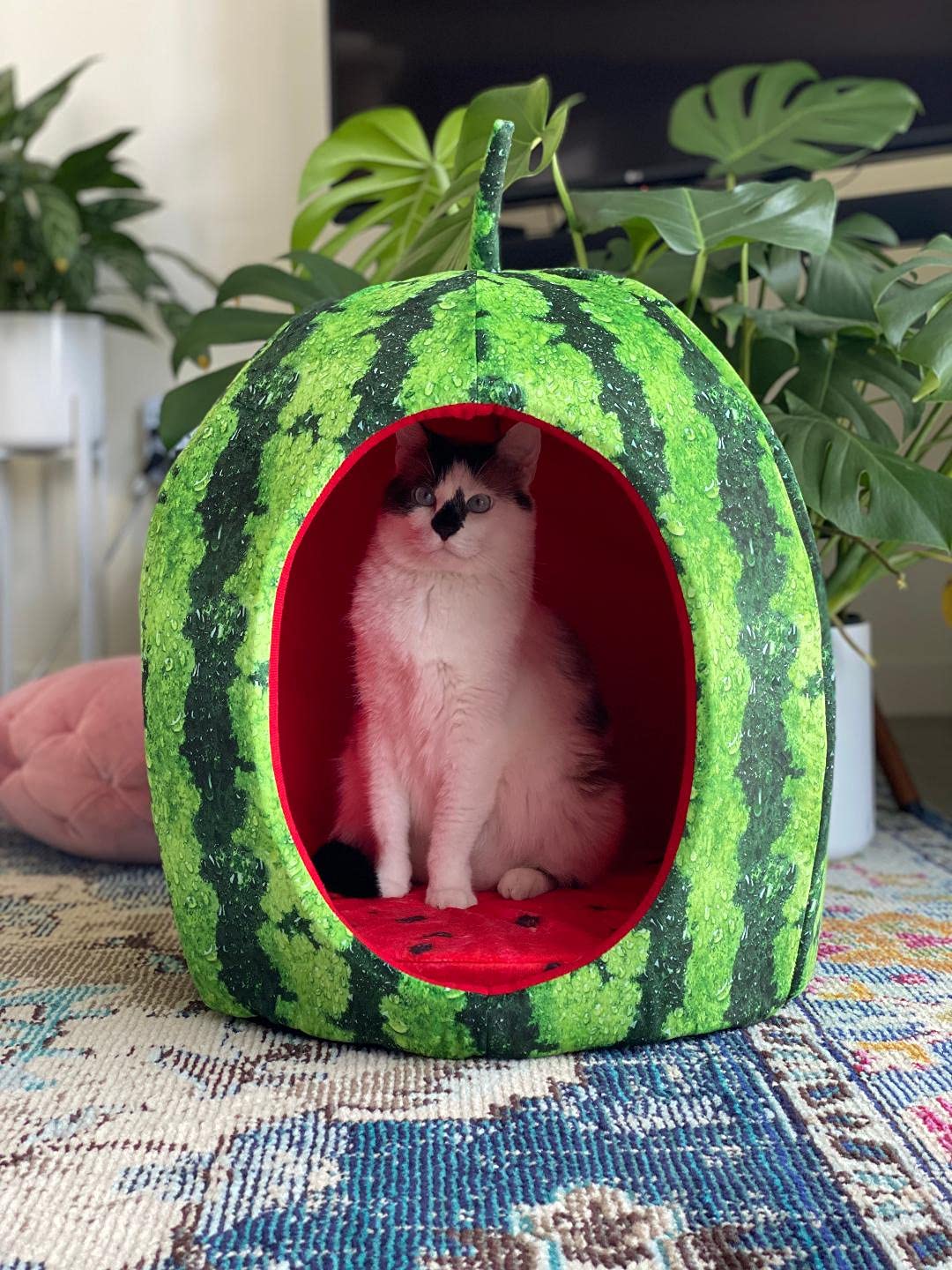 Yml Watermelon Pet Bed - Cute Calming Fruit Bed With Removable Cushion For Dogs, Indoor Cats, Rabbits, Small Animals - 20 Inch, Green, Red