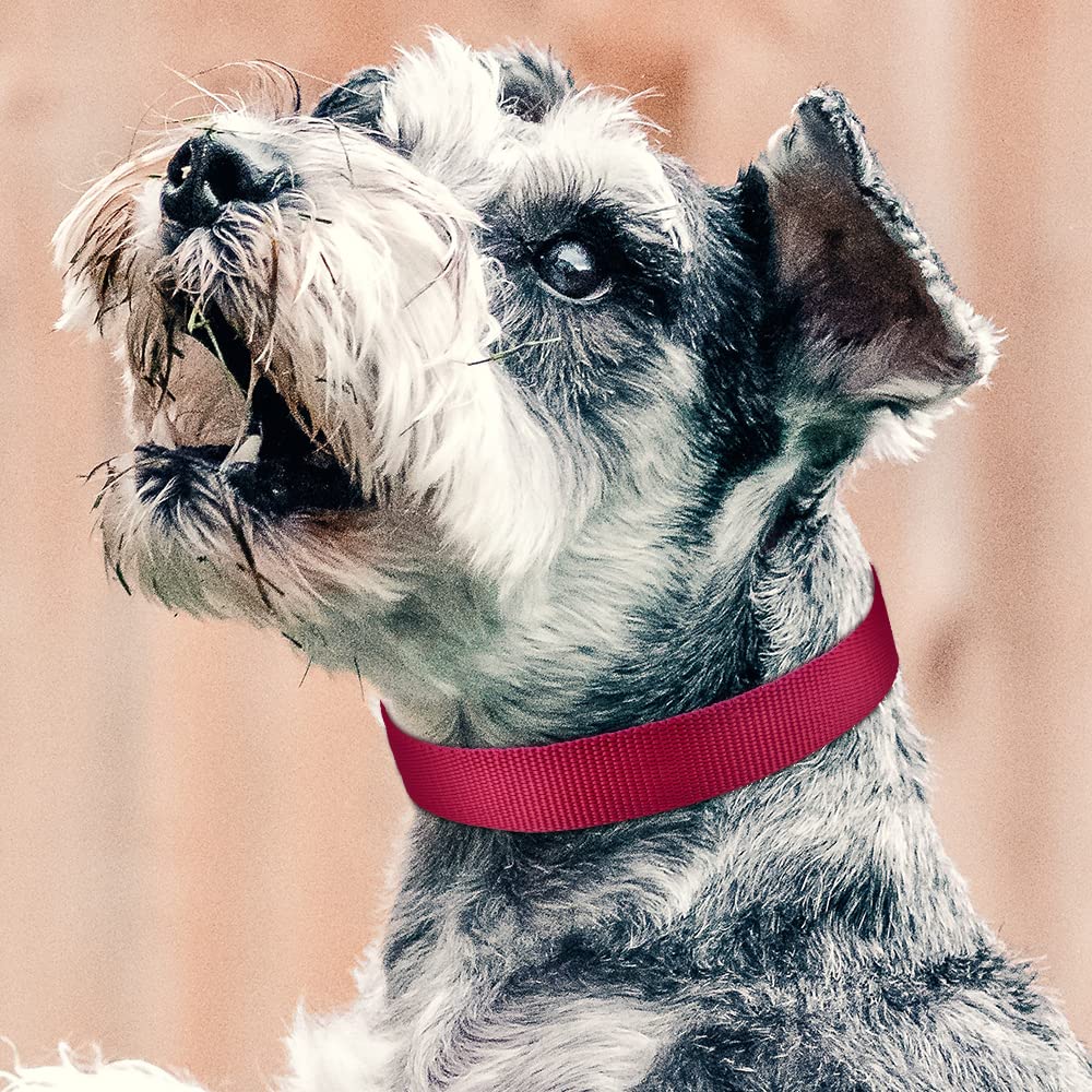 Petjoy Reflective Nylon Dog Collars, Replacement Collar For Shock Collar, Adjustable Classic Dog Collar Strap For Small Medium L