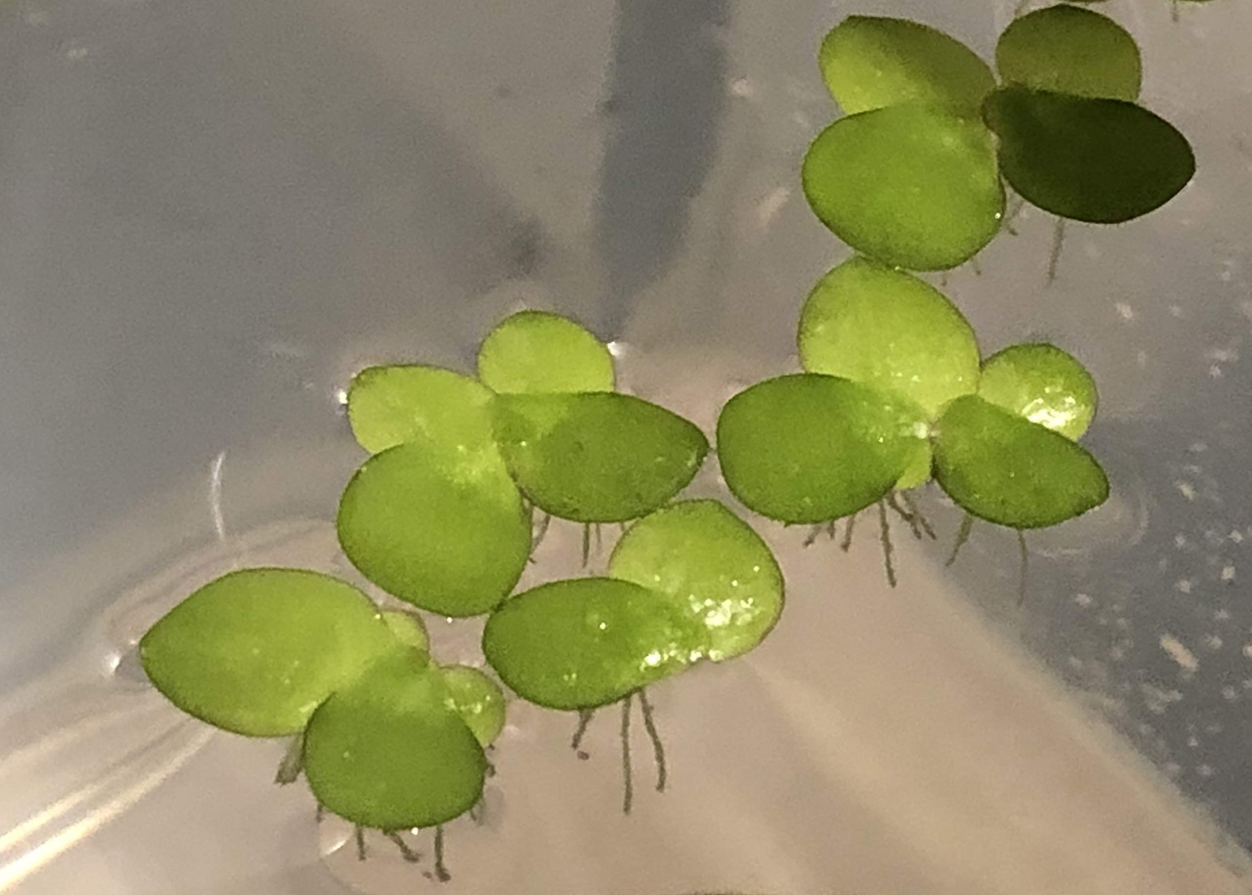 40+ Giant Duckweed (Spirodela Polyrhiza) Live Floating Plants For Aquarium Or Pond